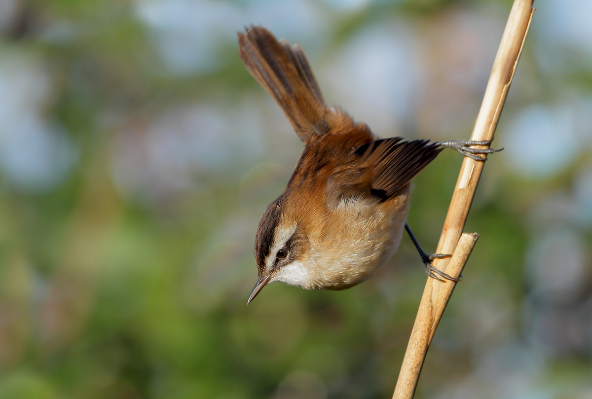moustached warbler