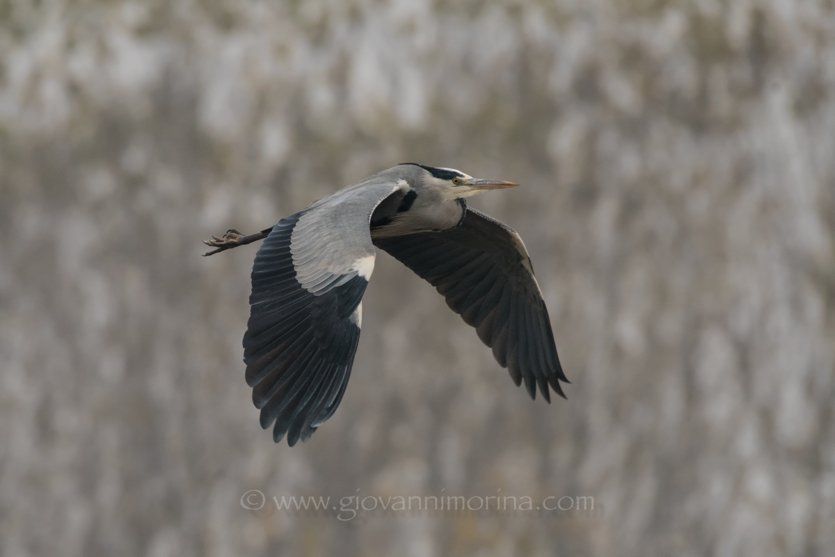 The Flight of the Heron 2
