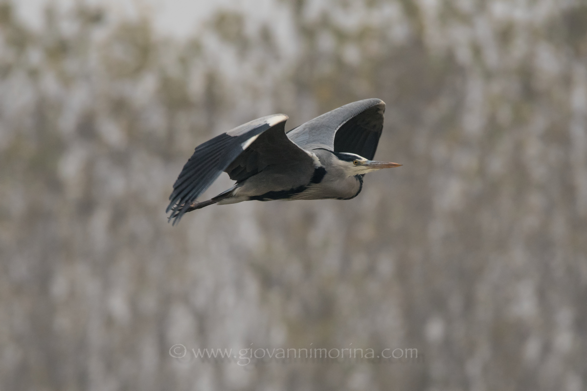 The Flight of the Heron 3