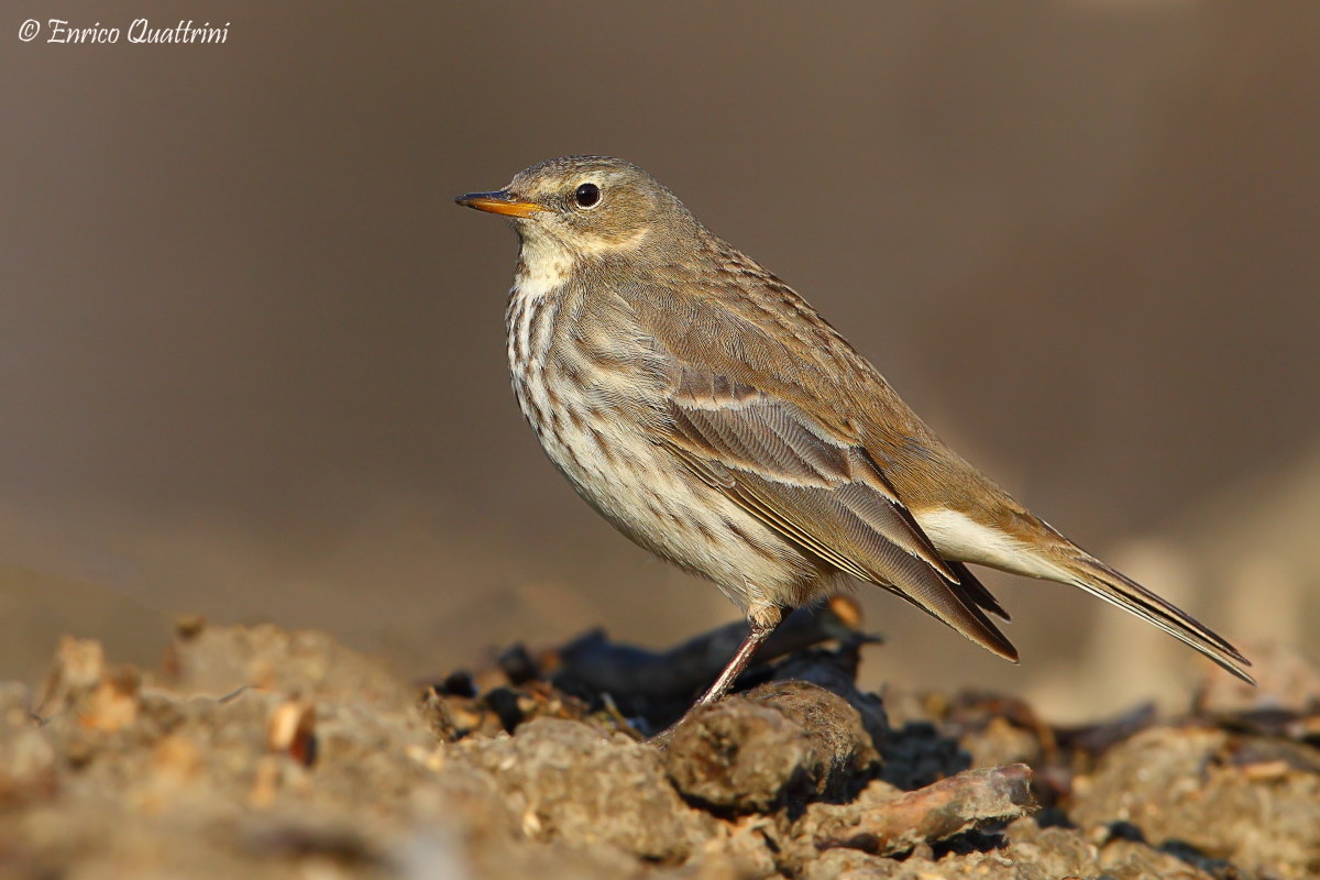 Pipit