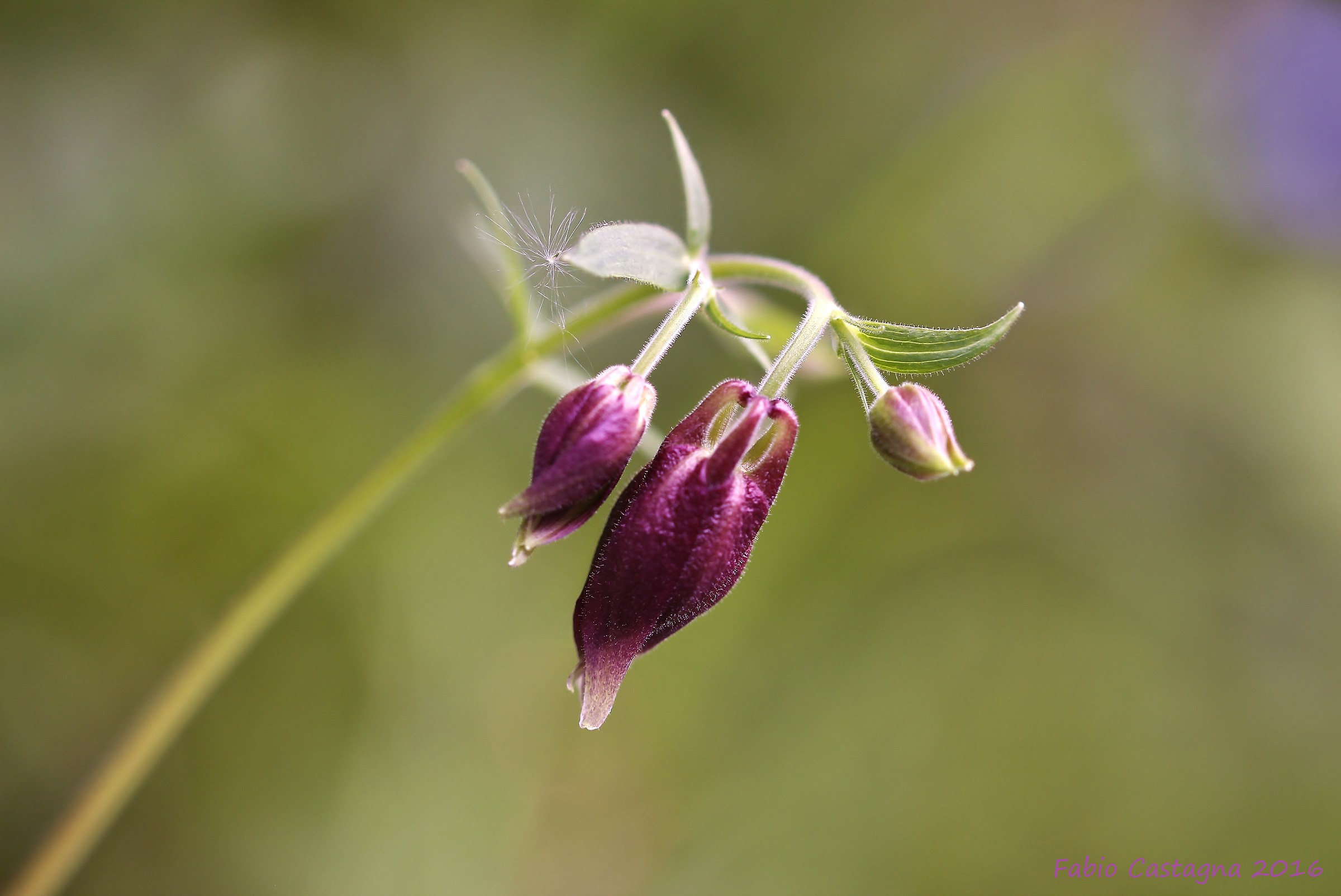 Buds of Aquilegia