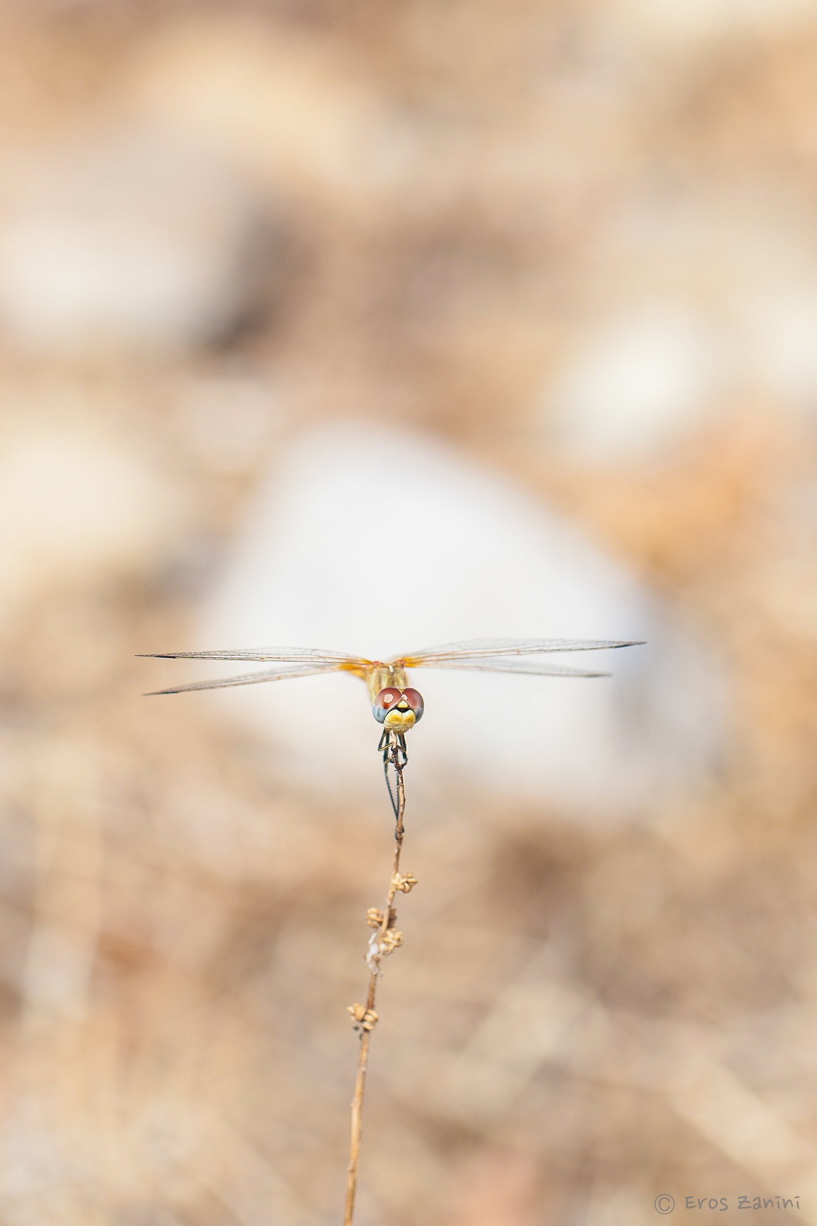 Dragonfly