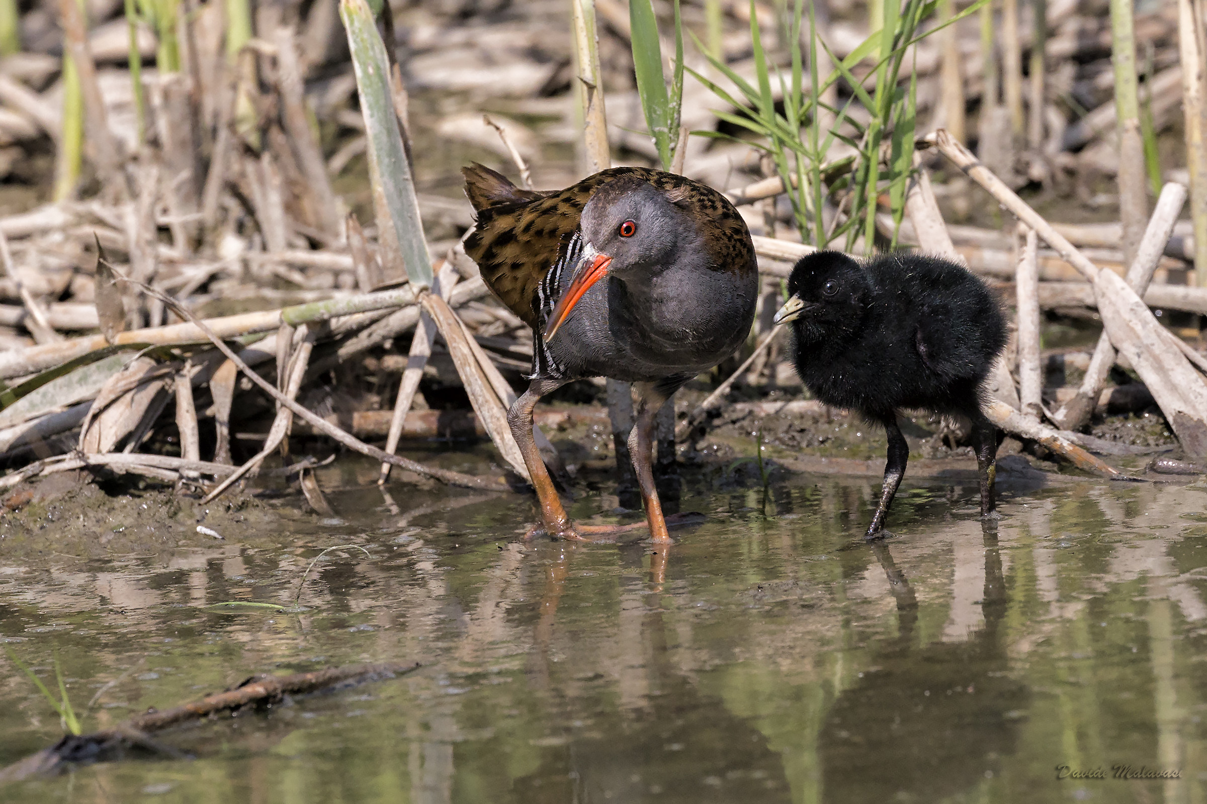 Porciglione con piccolo