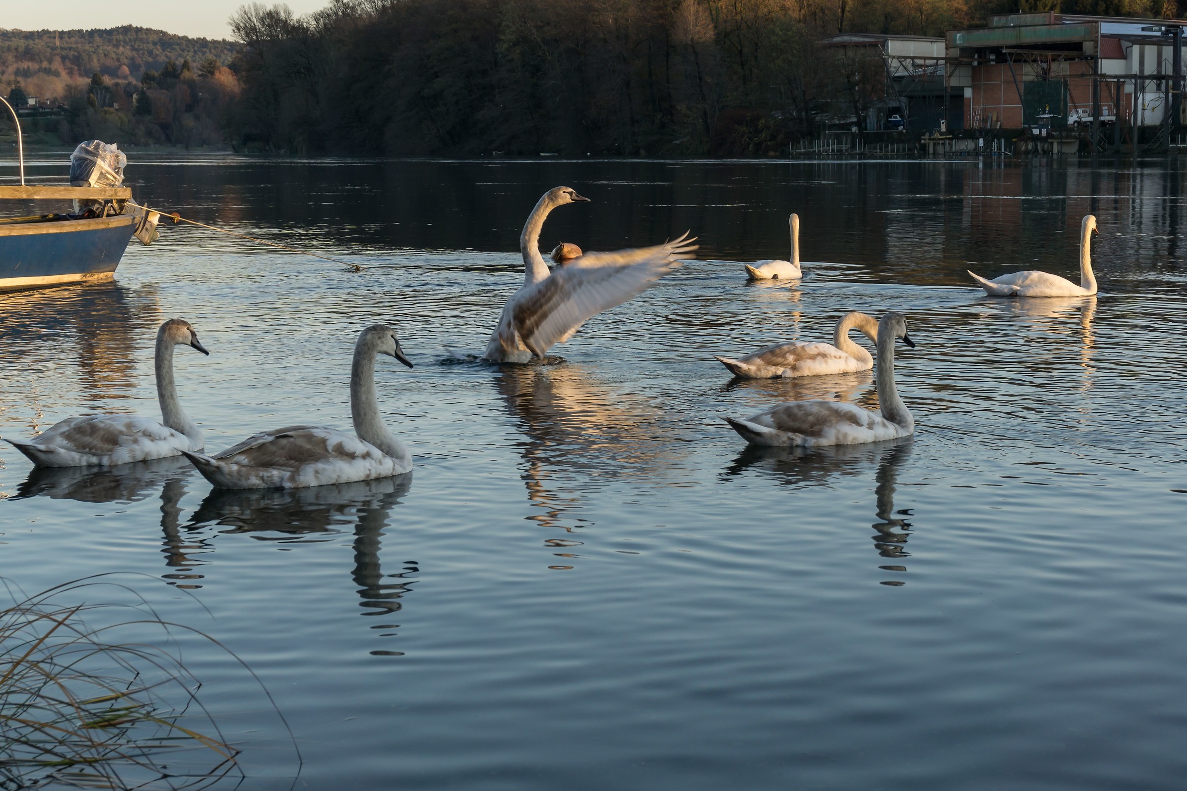 Family of swans - 4