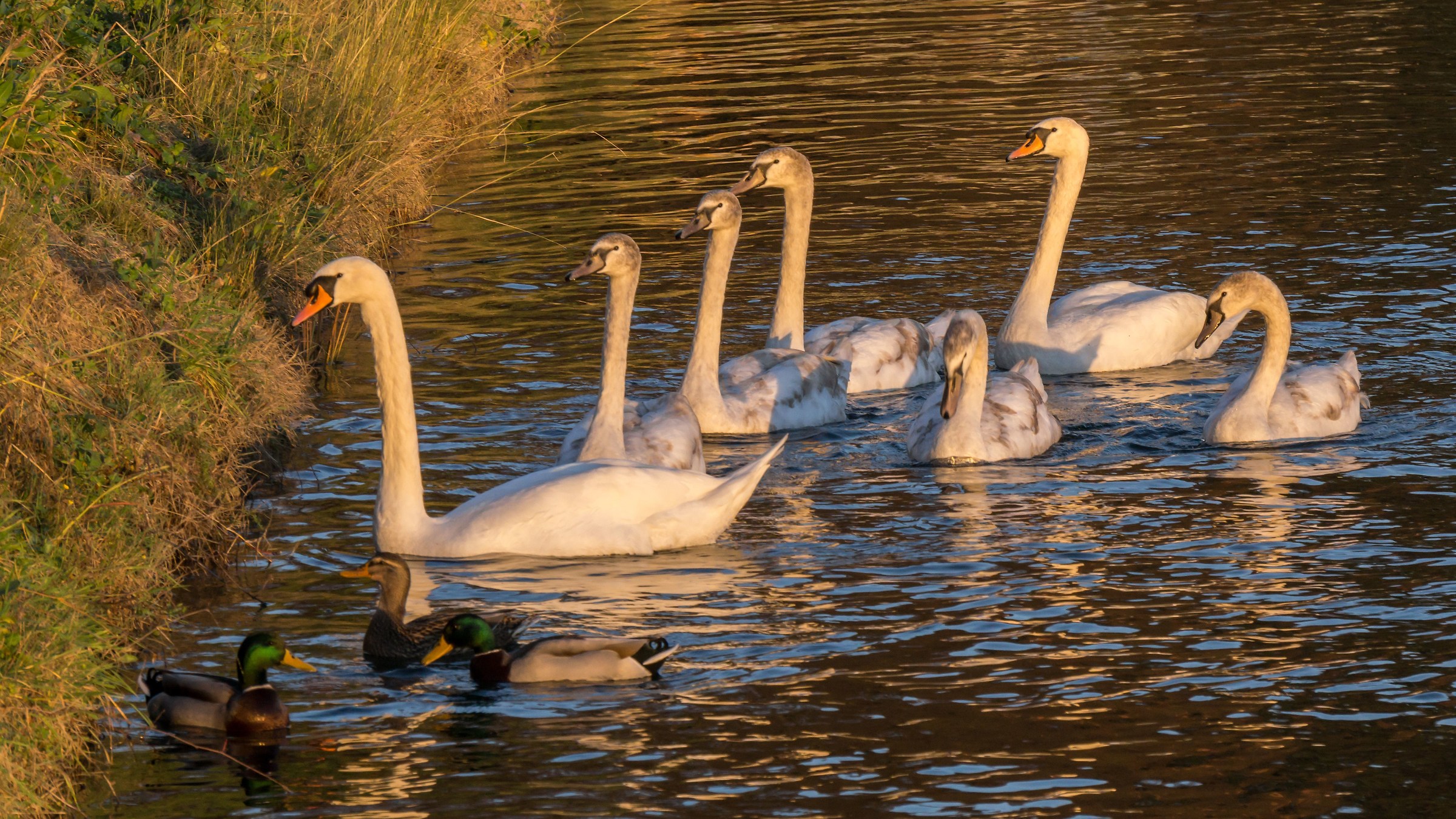 Family of swans - 5