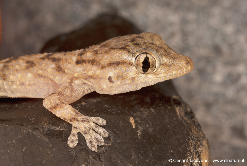 Hemidactyus turcicus