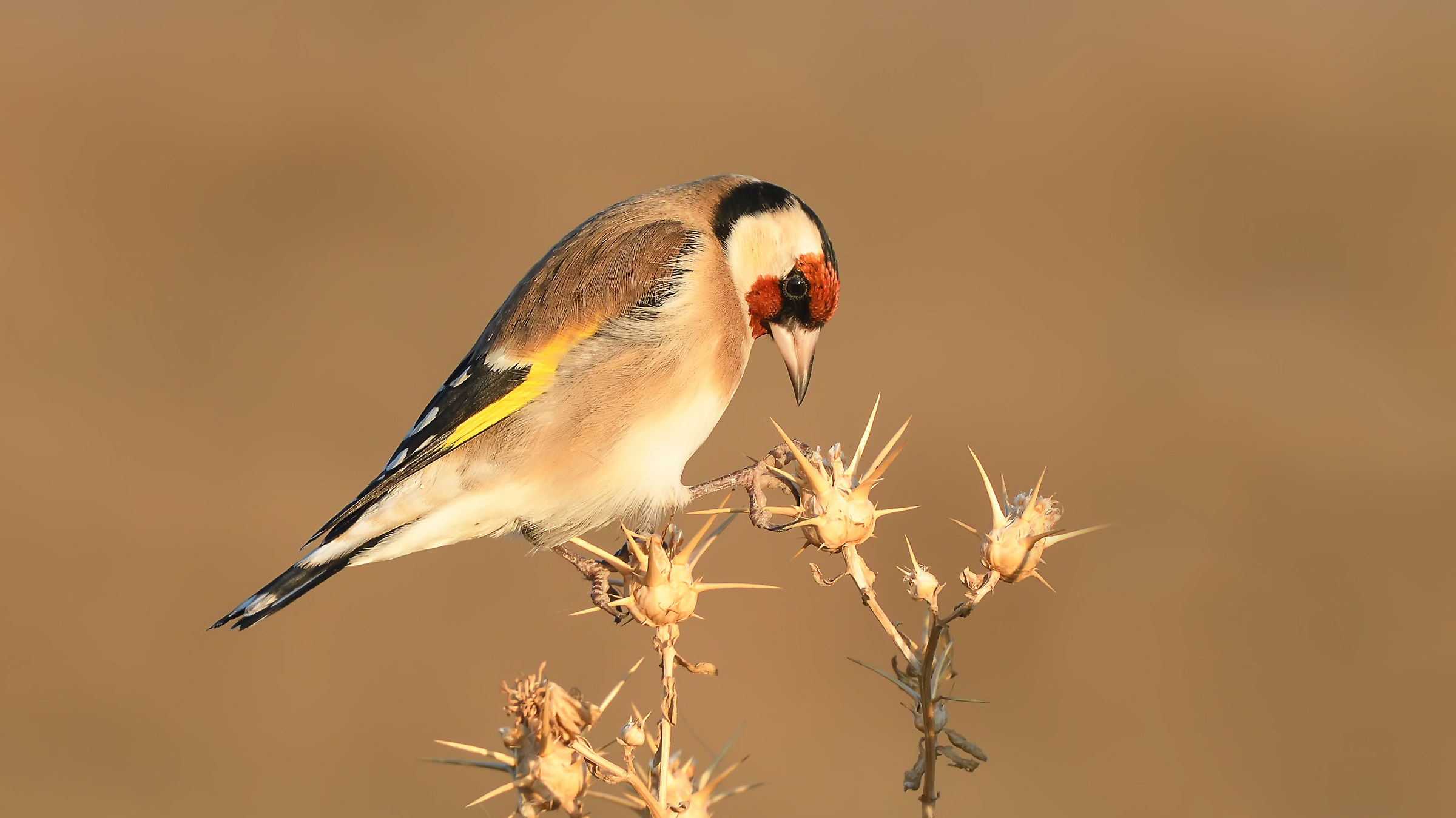 European Goldfinch / Carduelis carduelis