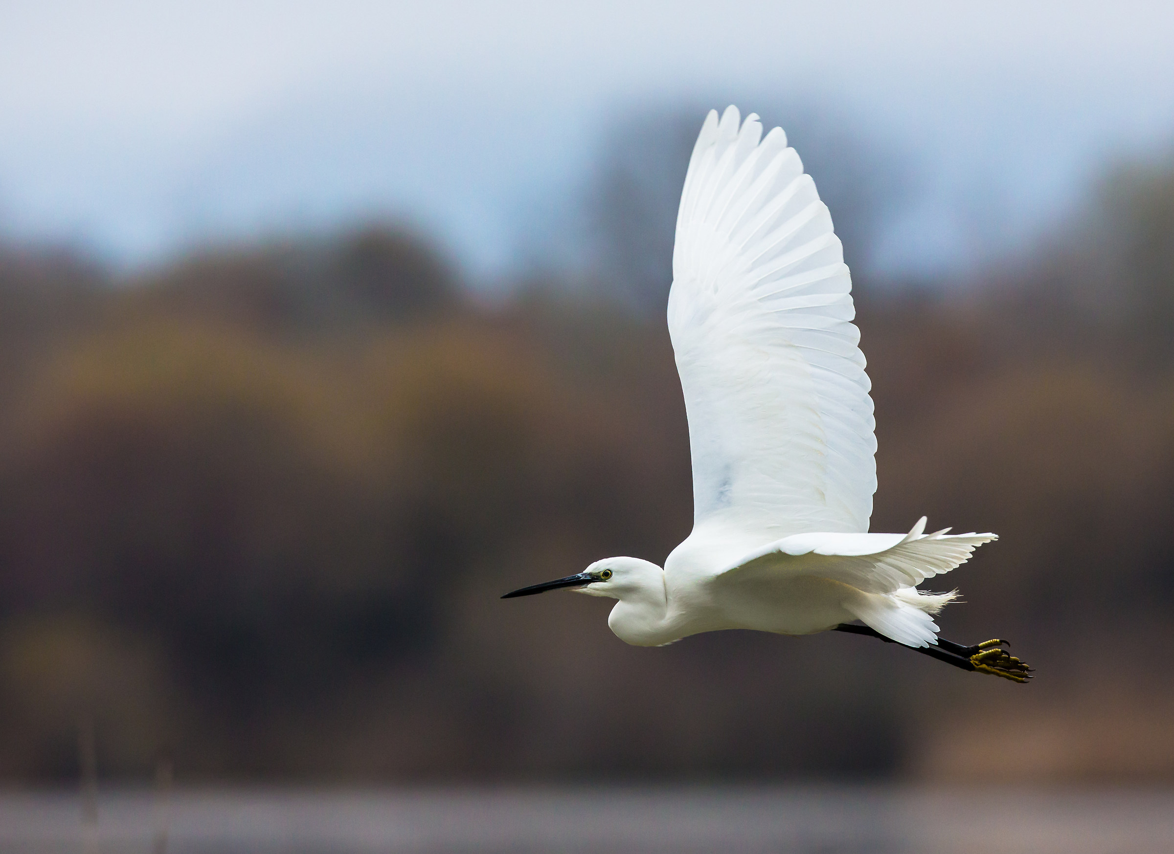 In flight over the marsh