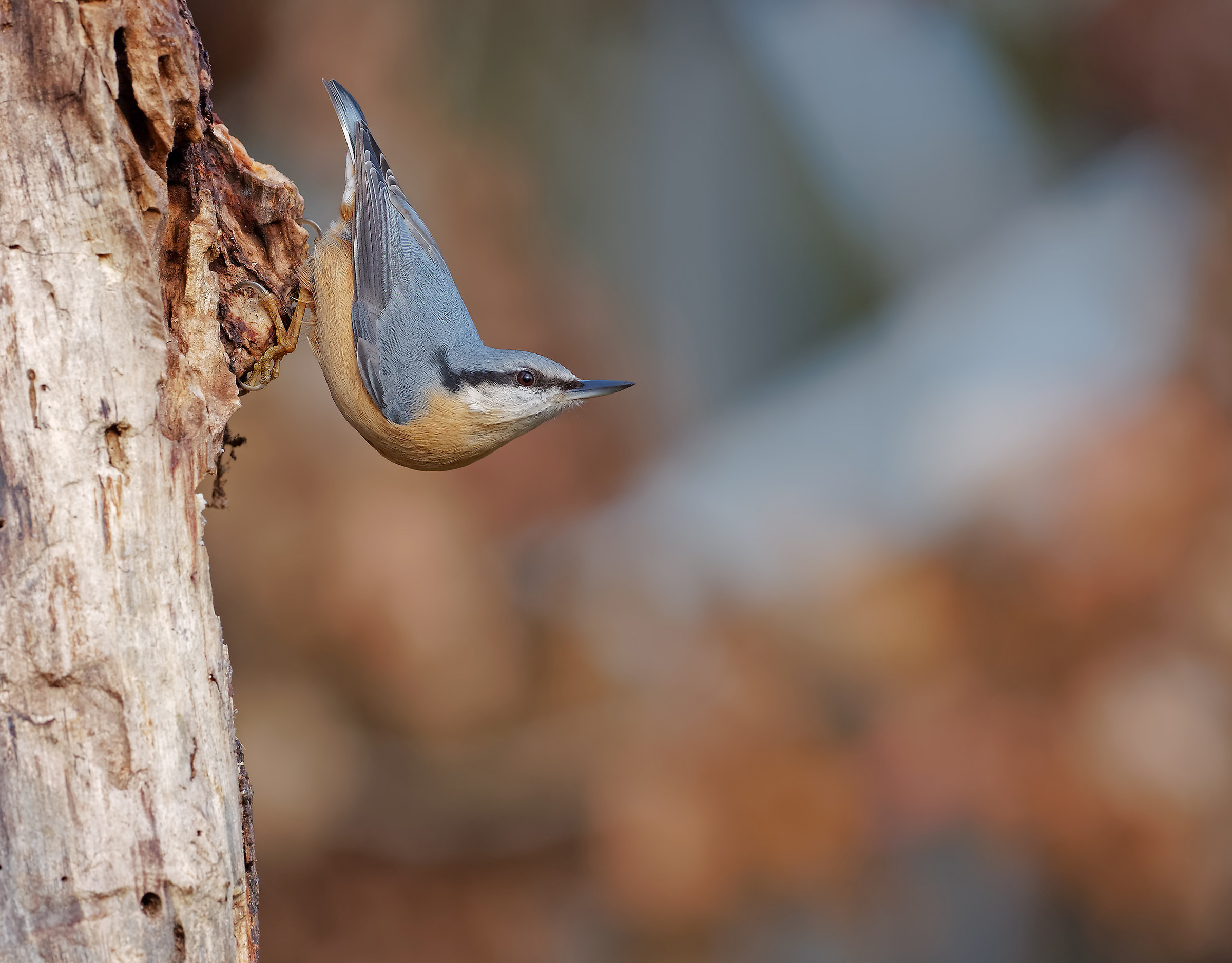 Nuthatch - test