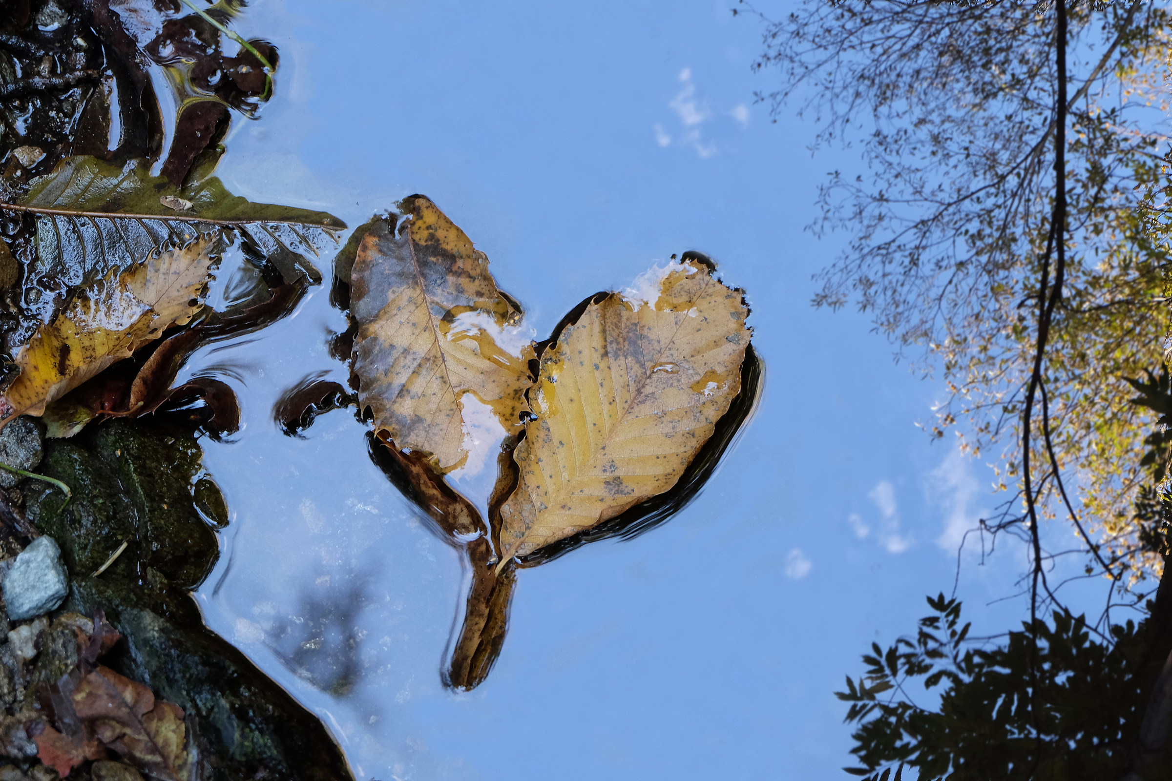 foglie nella pozzanghera