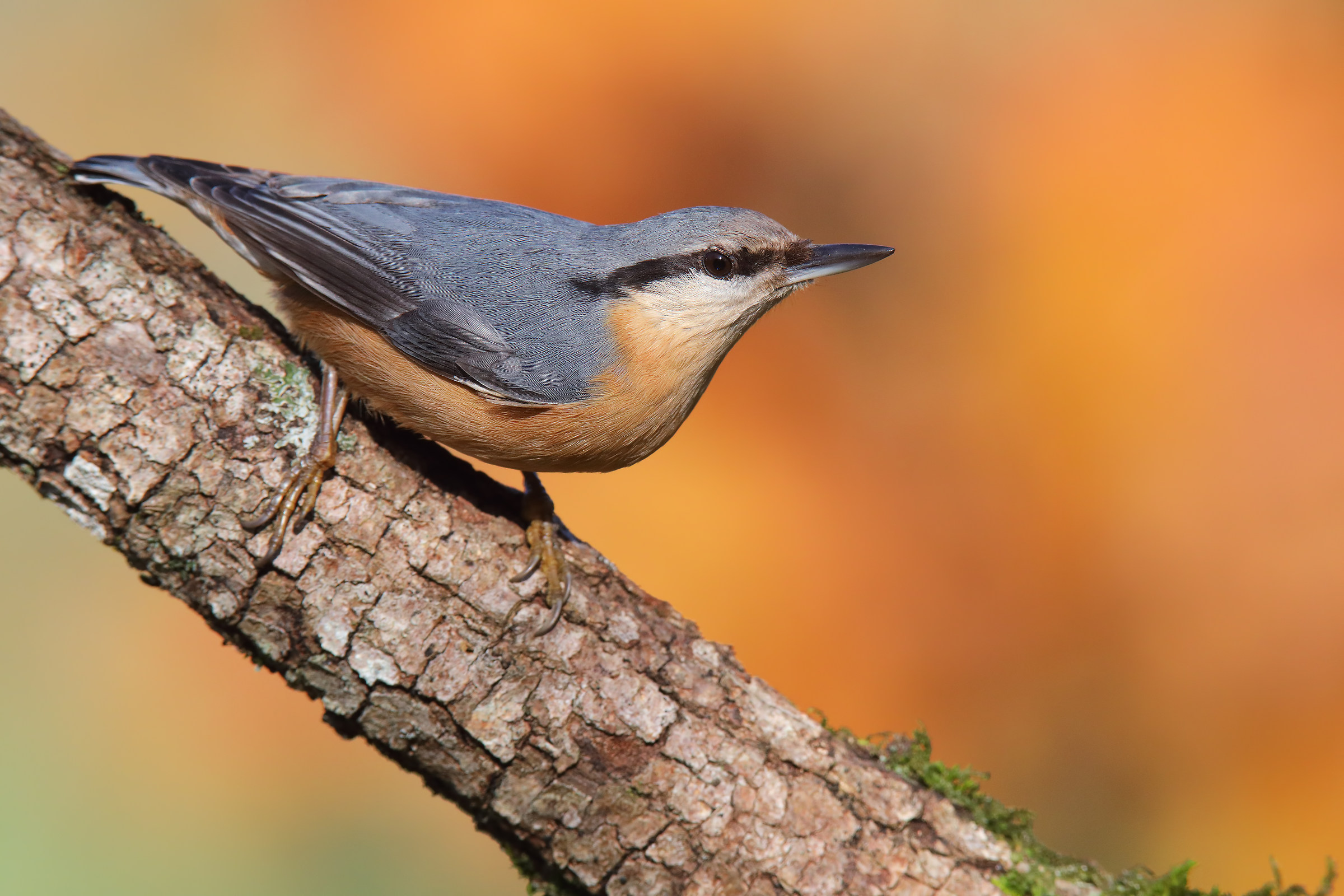 nuthatch