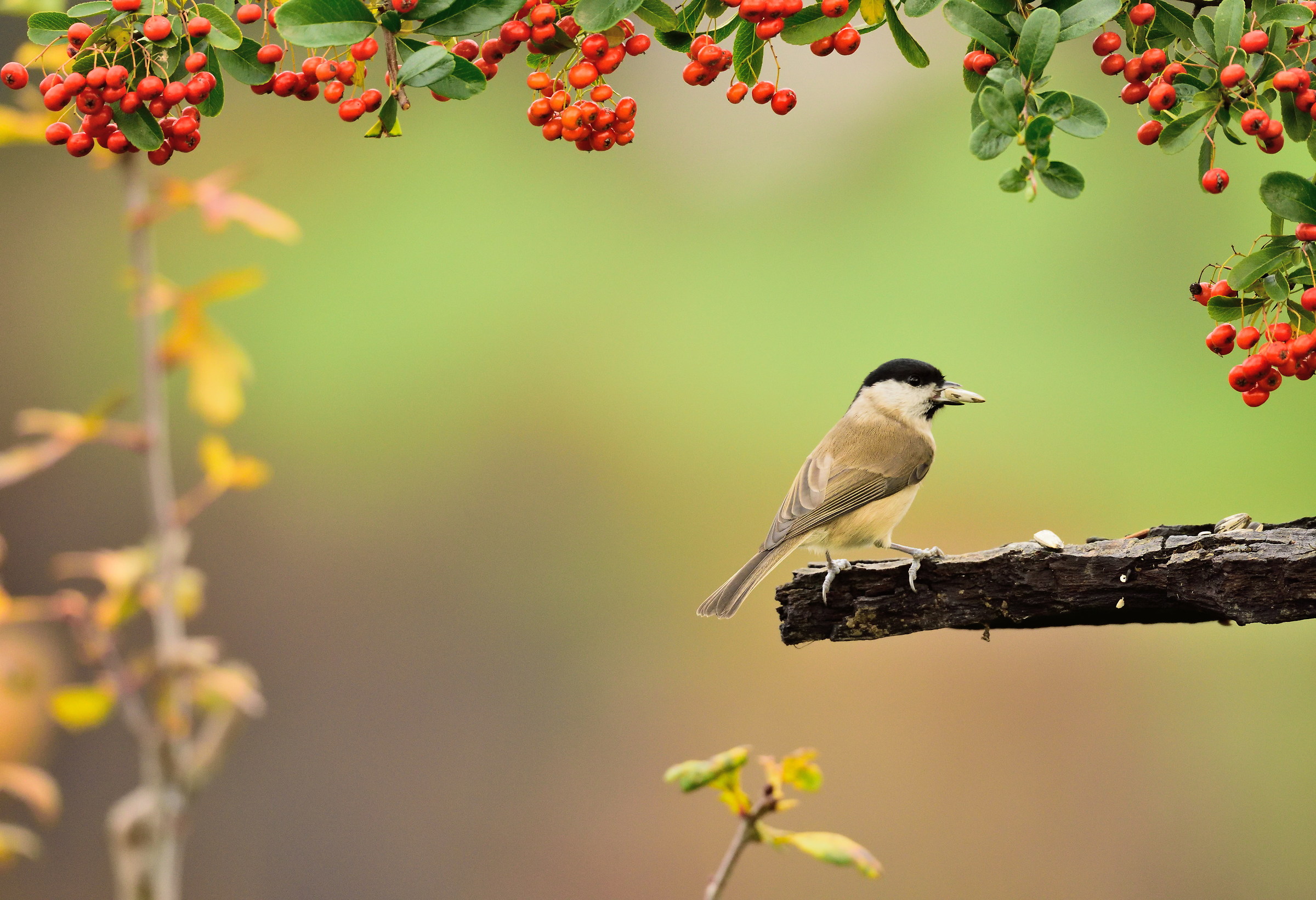 postcard from Montevecchia-marsh tit
