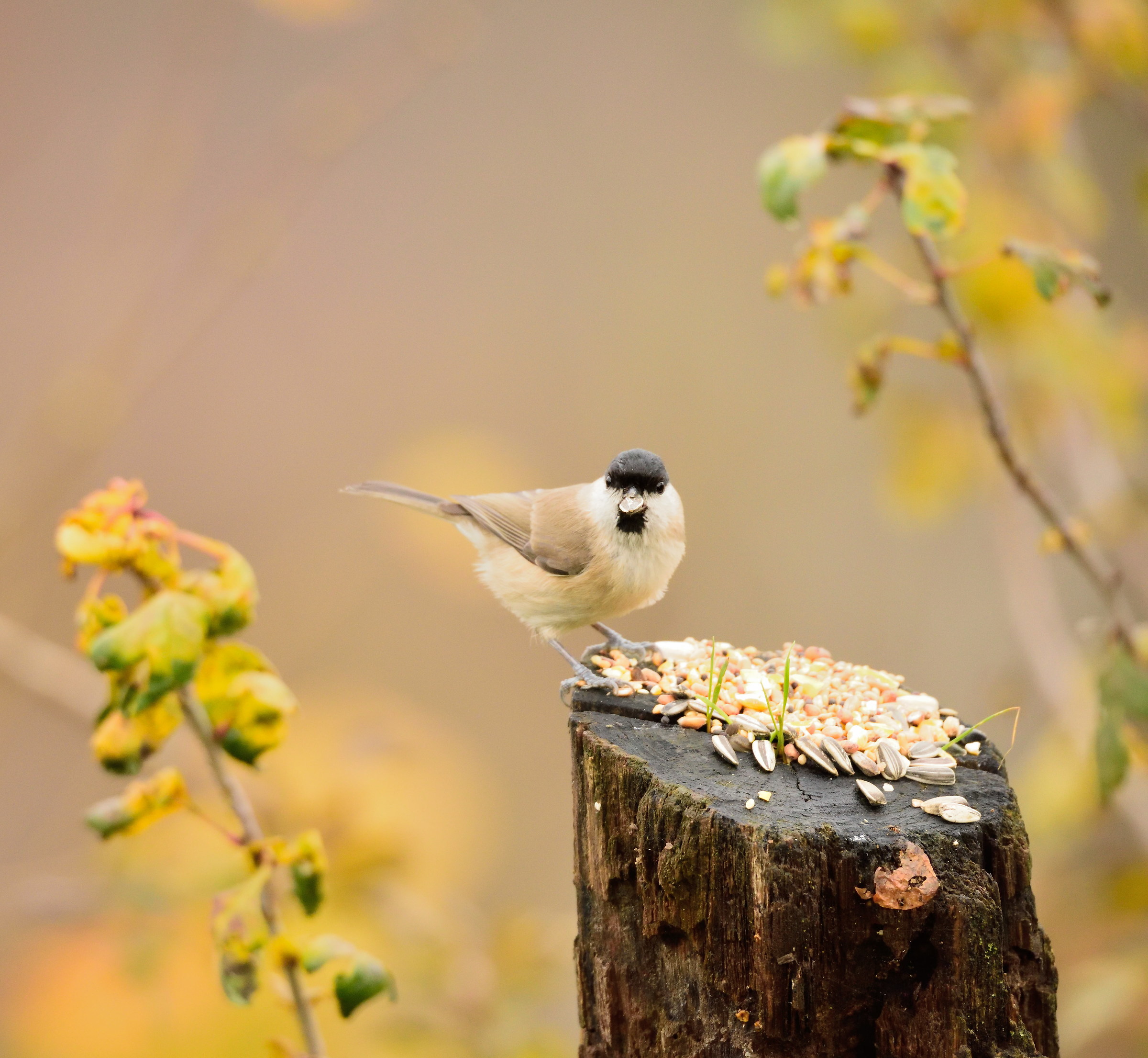 postcard from Montevecchia-marsh tit