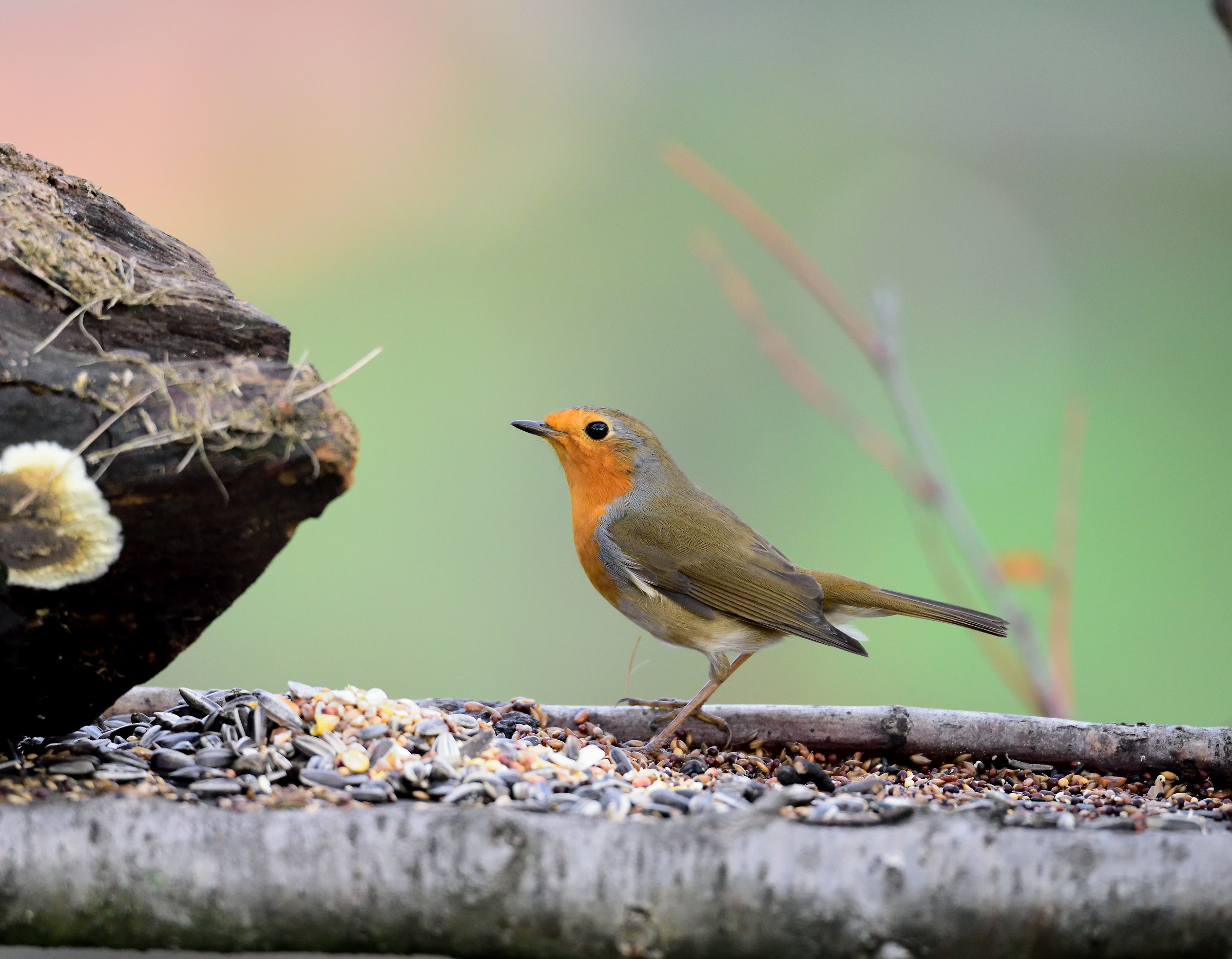 postcard from Montevecchia -pettirosso