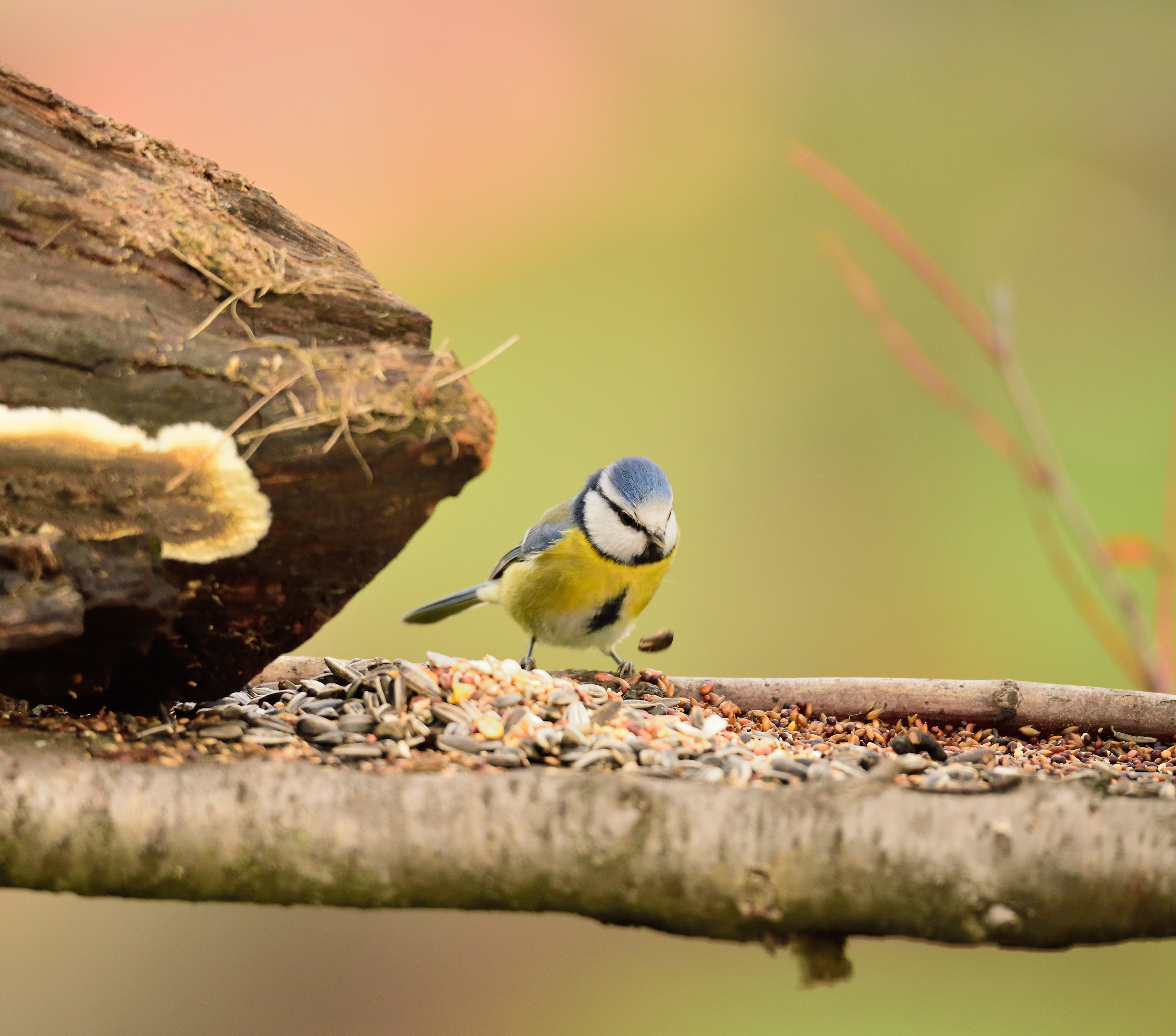 postcard from Montevecchia -cinciarella