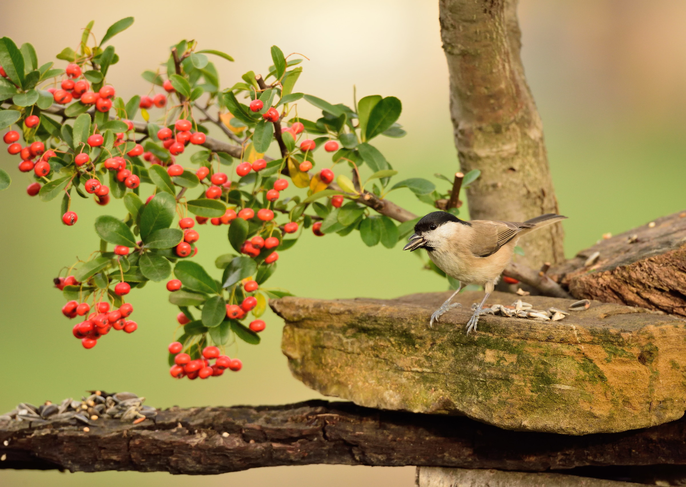 postcard from Montevecchia -cincia bigia