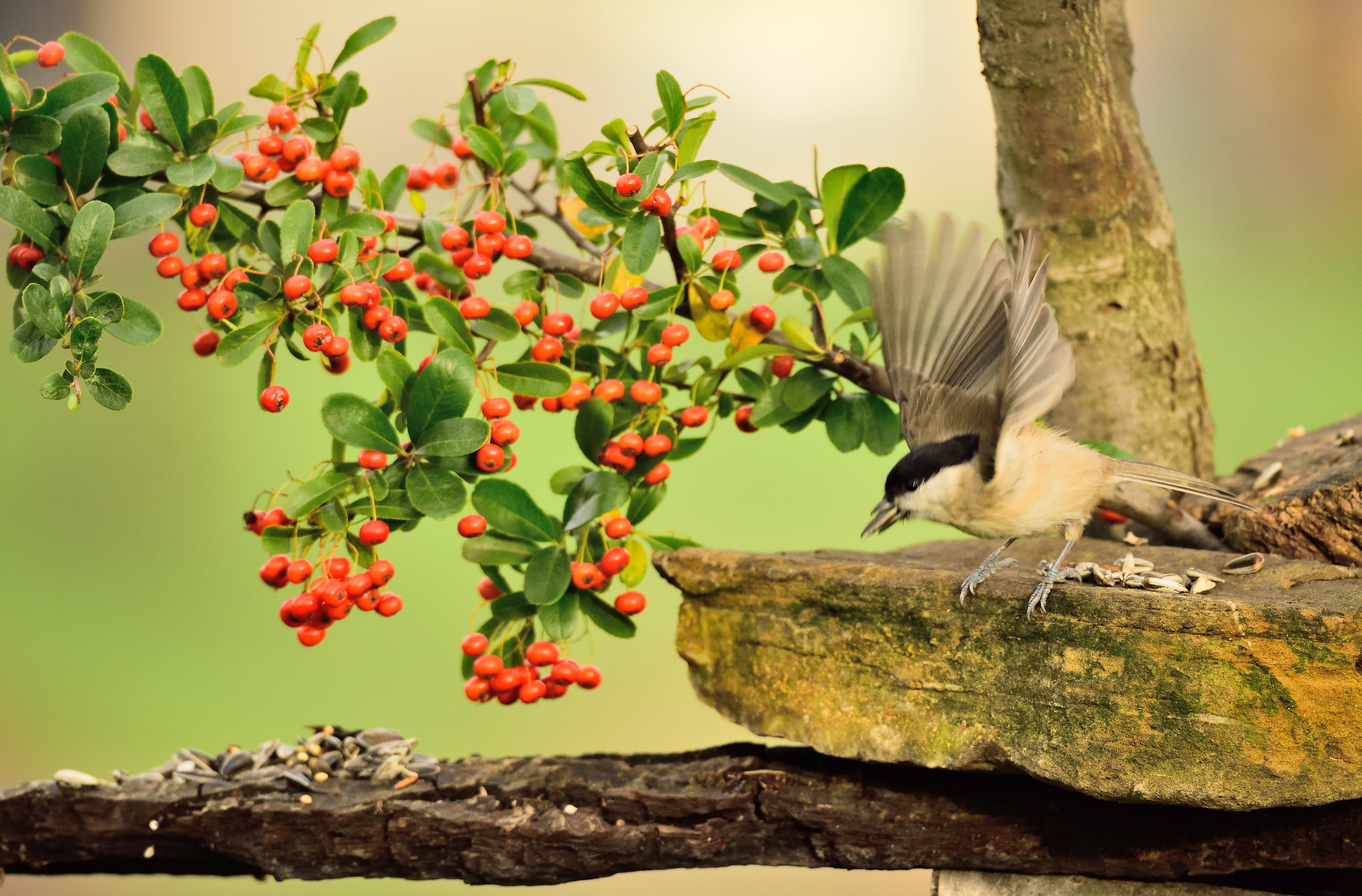 postcard from Montevecchia -cincia bigia