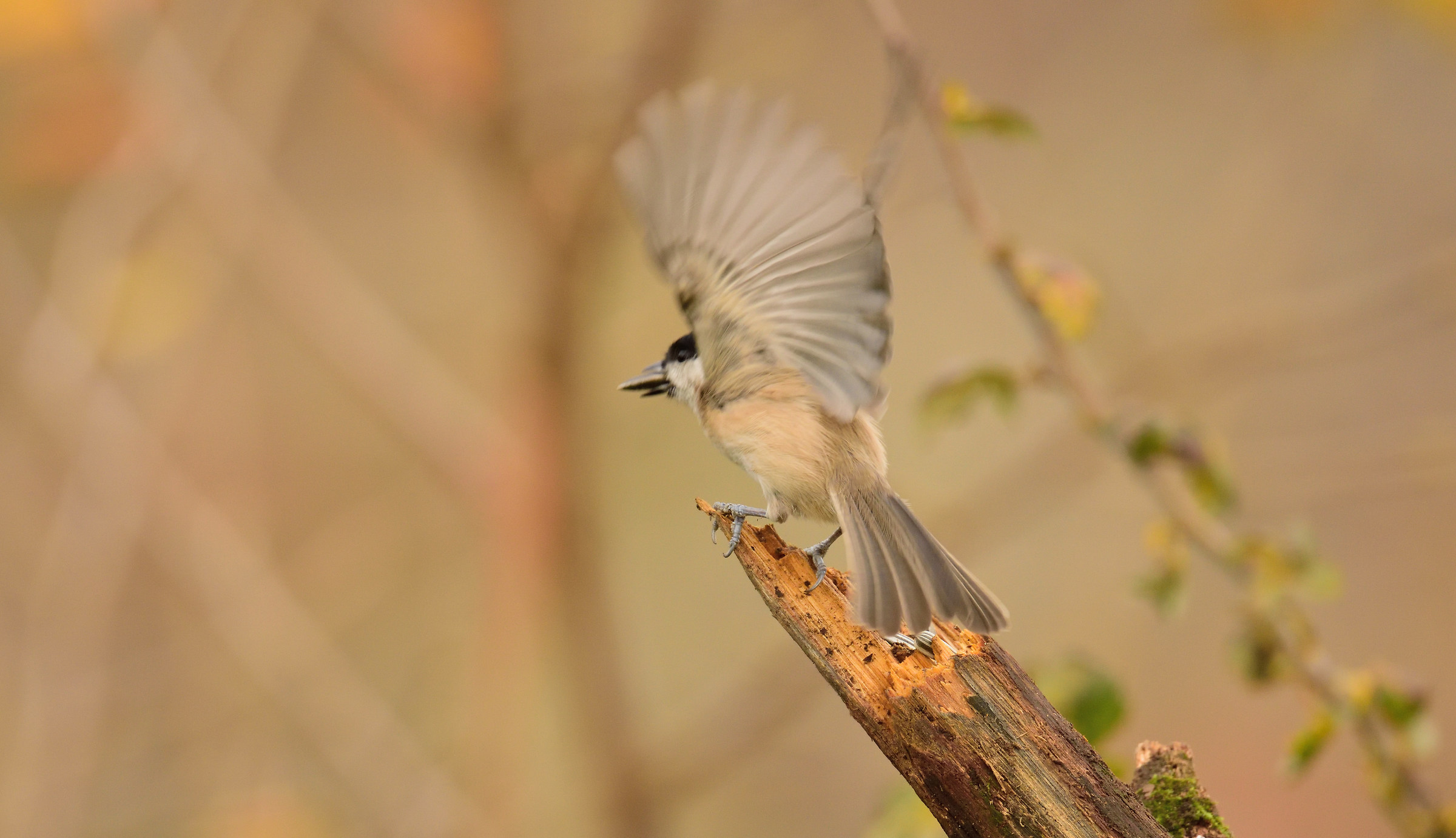 postcard from Montevecchia -cincia bigia