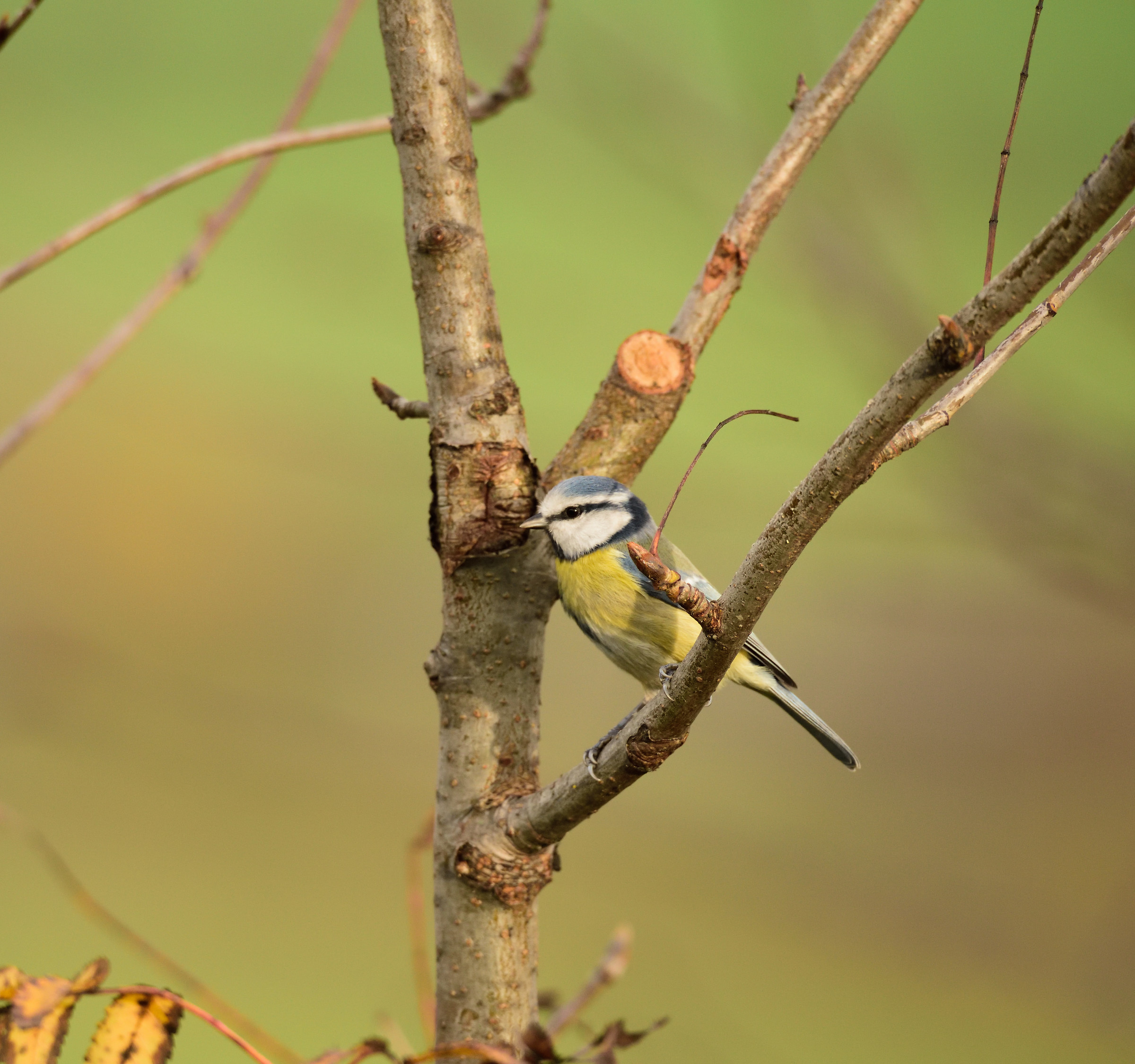 postcard from Montevecchia -cinciarella