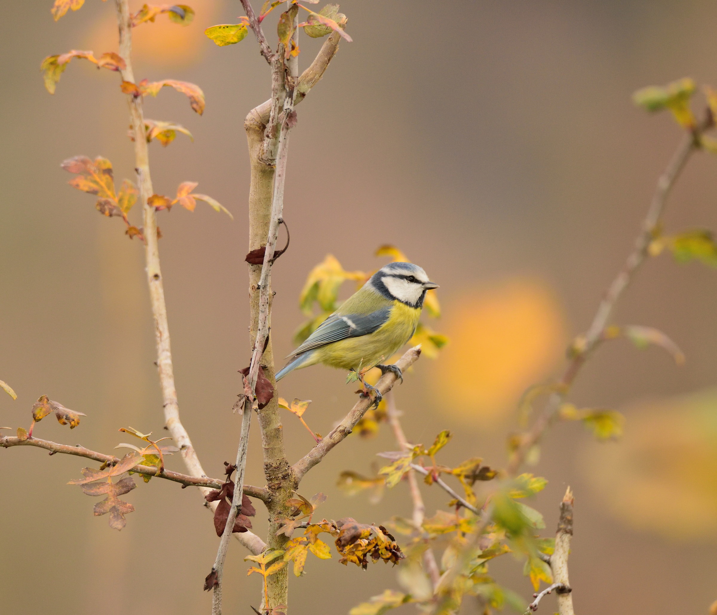 postcard from Montevecchia -cinciarella