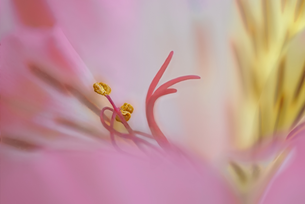 The alstroemeria paints