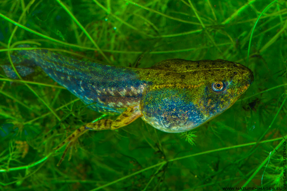 Tadpole of Pool Frog