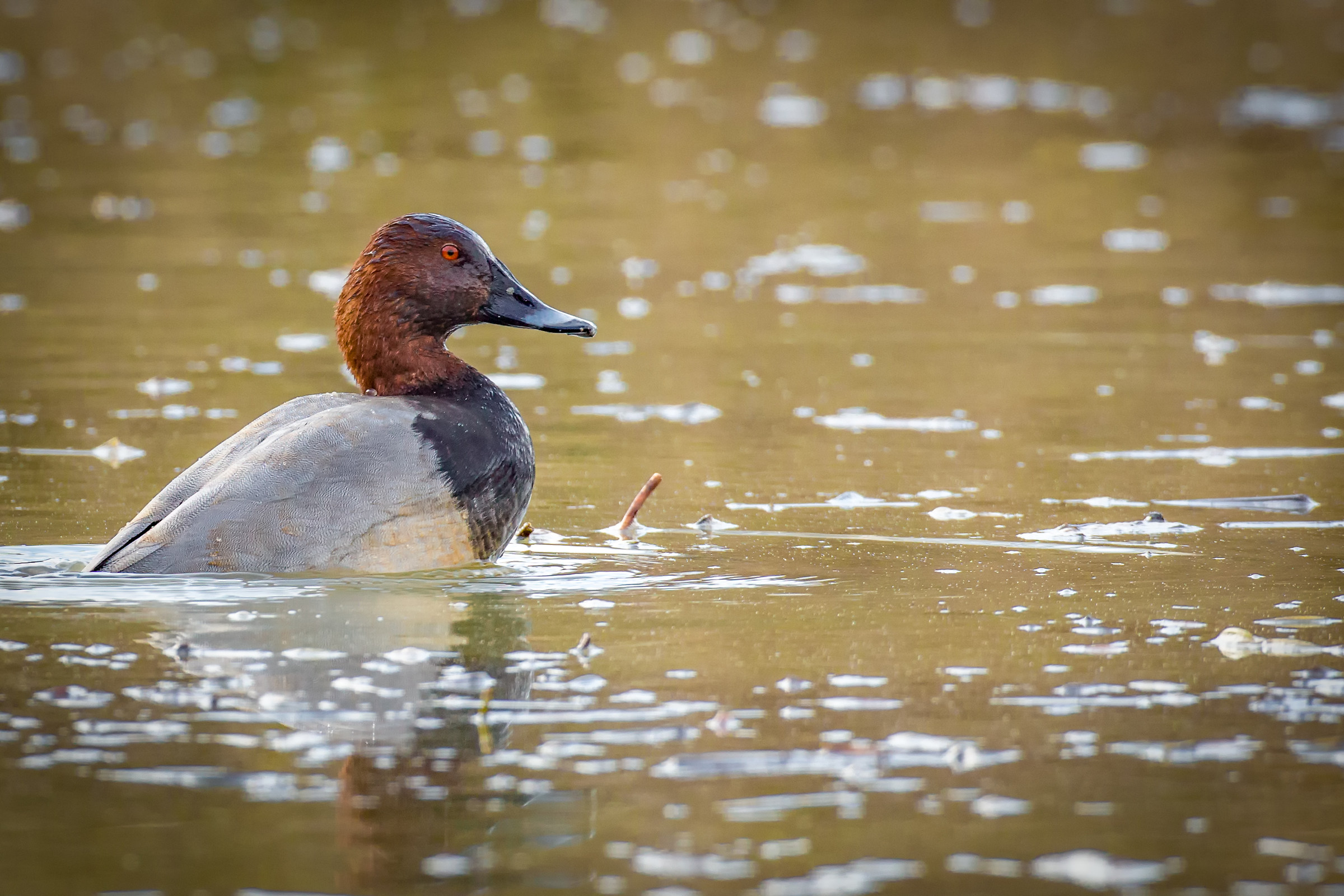 The Pochard strutting