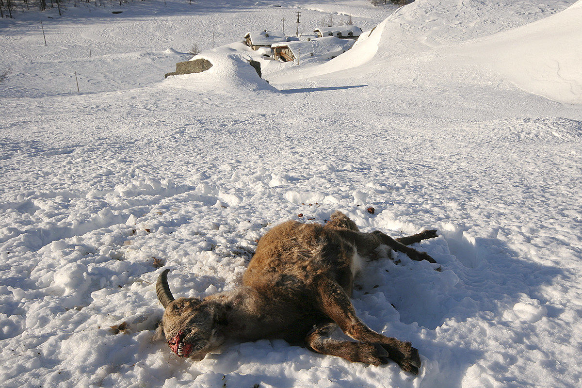 natural selection - Ibex died