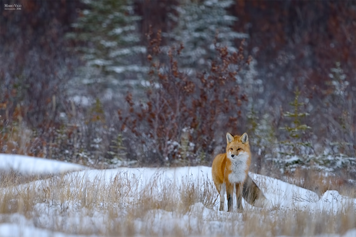 In the fairy kingdom of the North