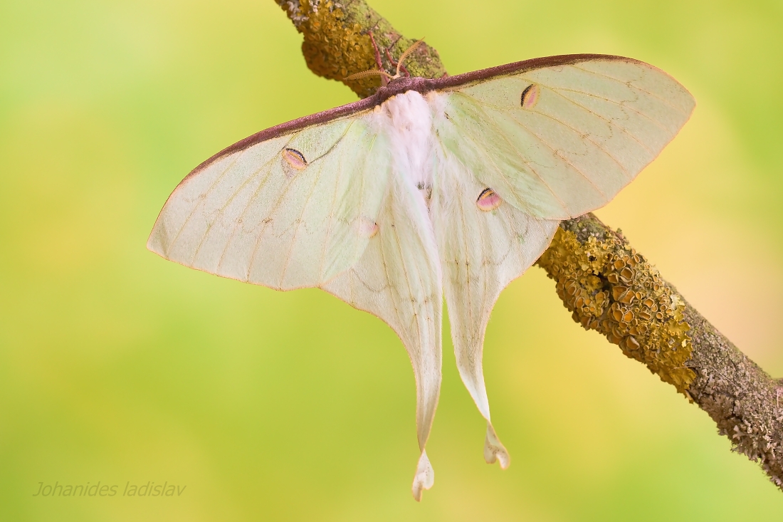 Actias sinensis (femmina)