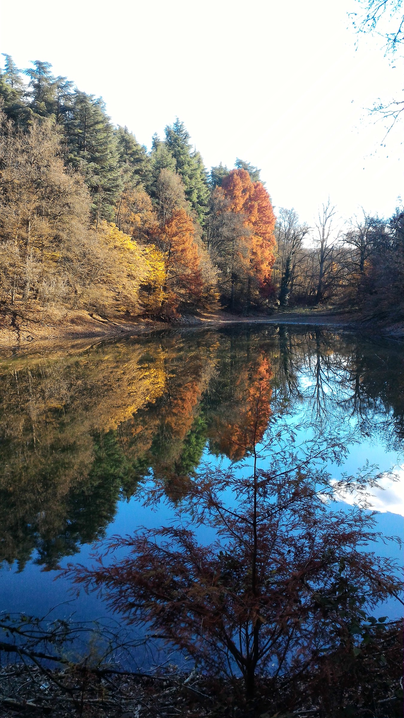Riflessi nei Boschi di Carrega