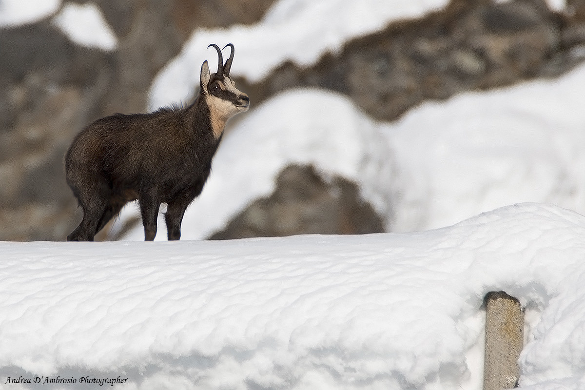 La sentinella del Nivolet