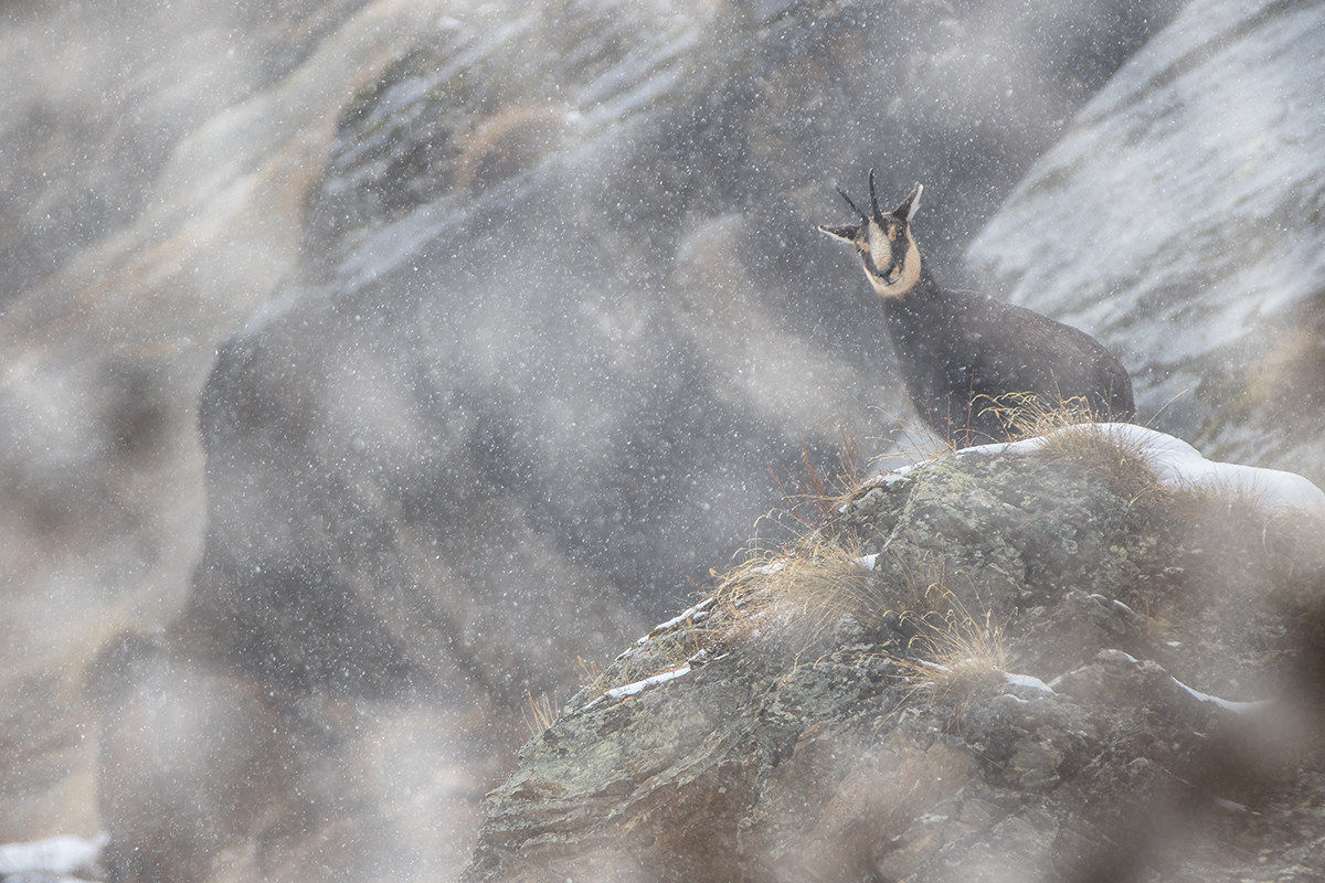 The wonder of the Chamois