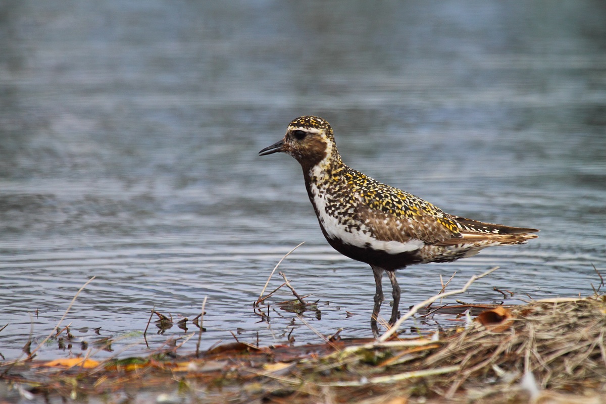 Piviere dorato in abito estivo