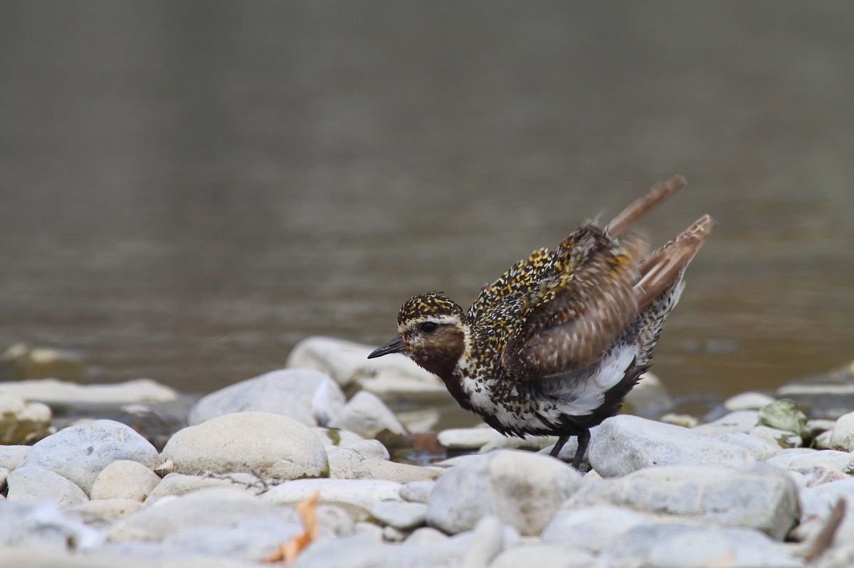Piviere dorato in abito estivo