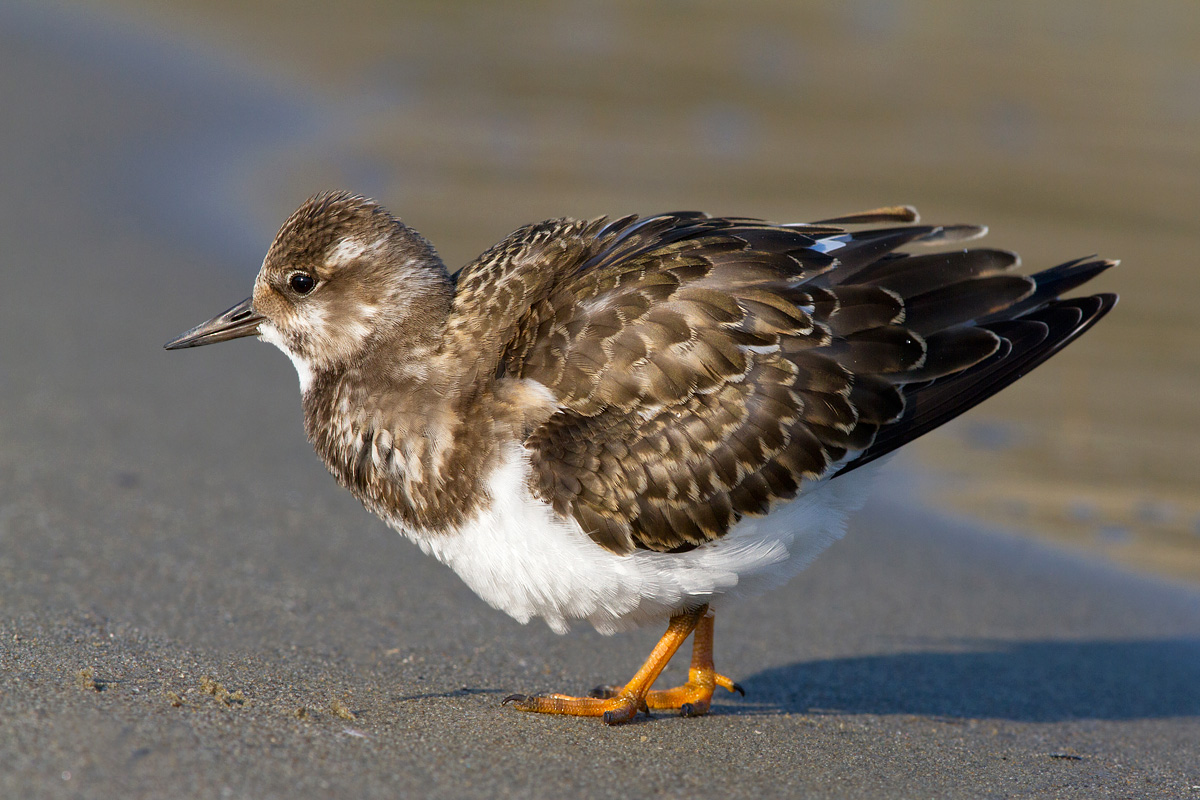 Turnstone