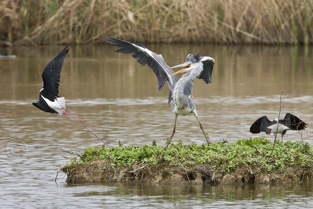 Grey Heron vs. Knight of Italy