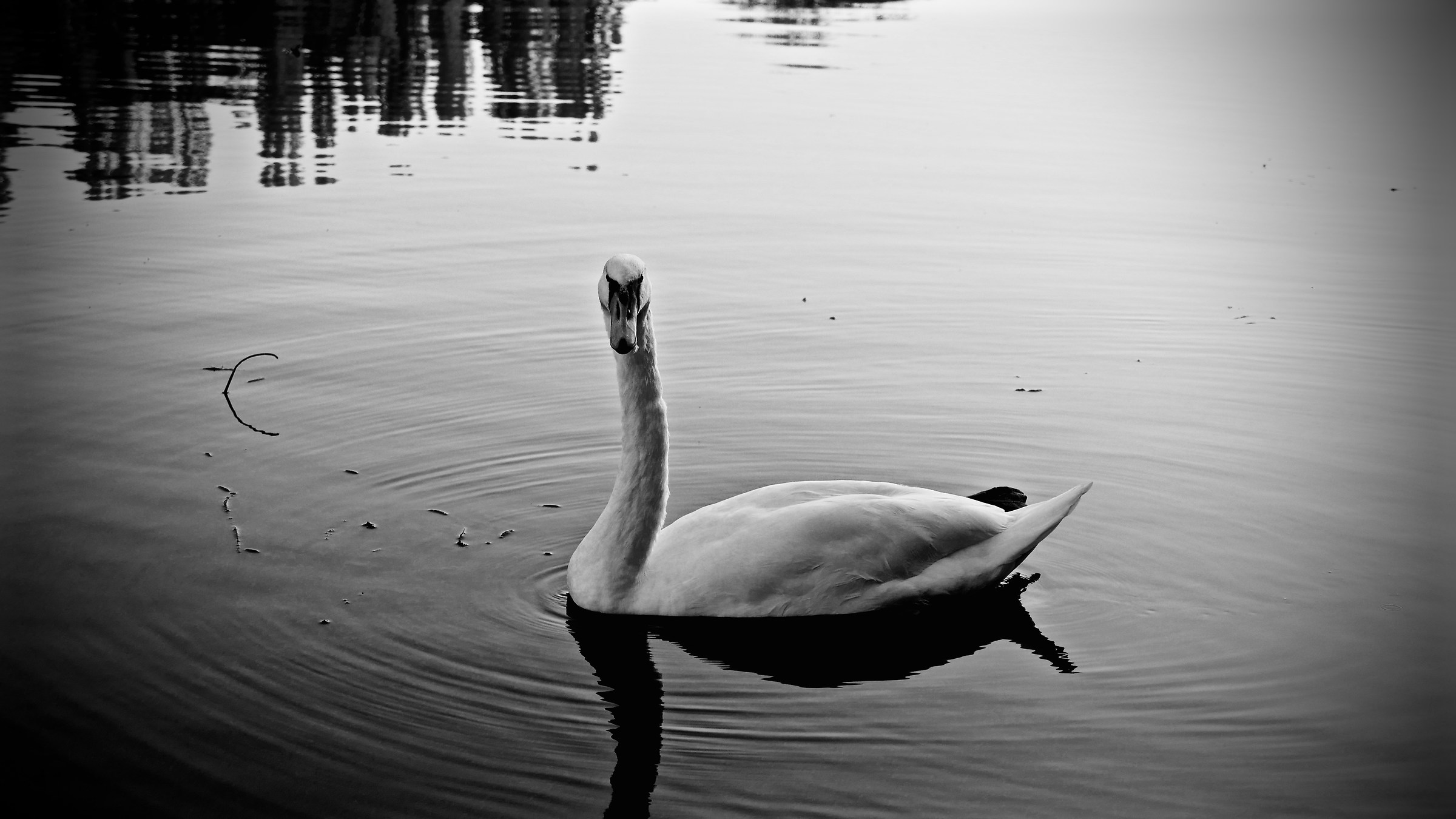 The swan on the little b / n