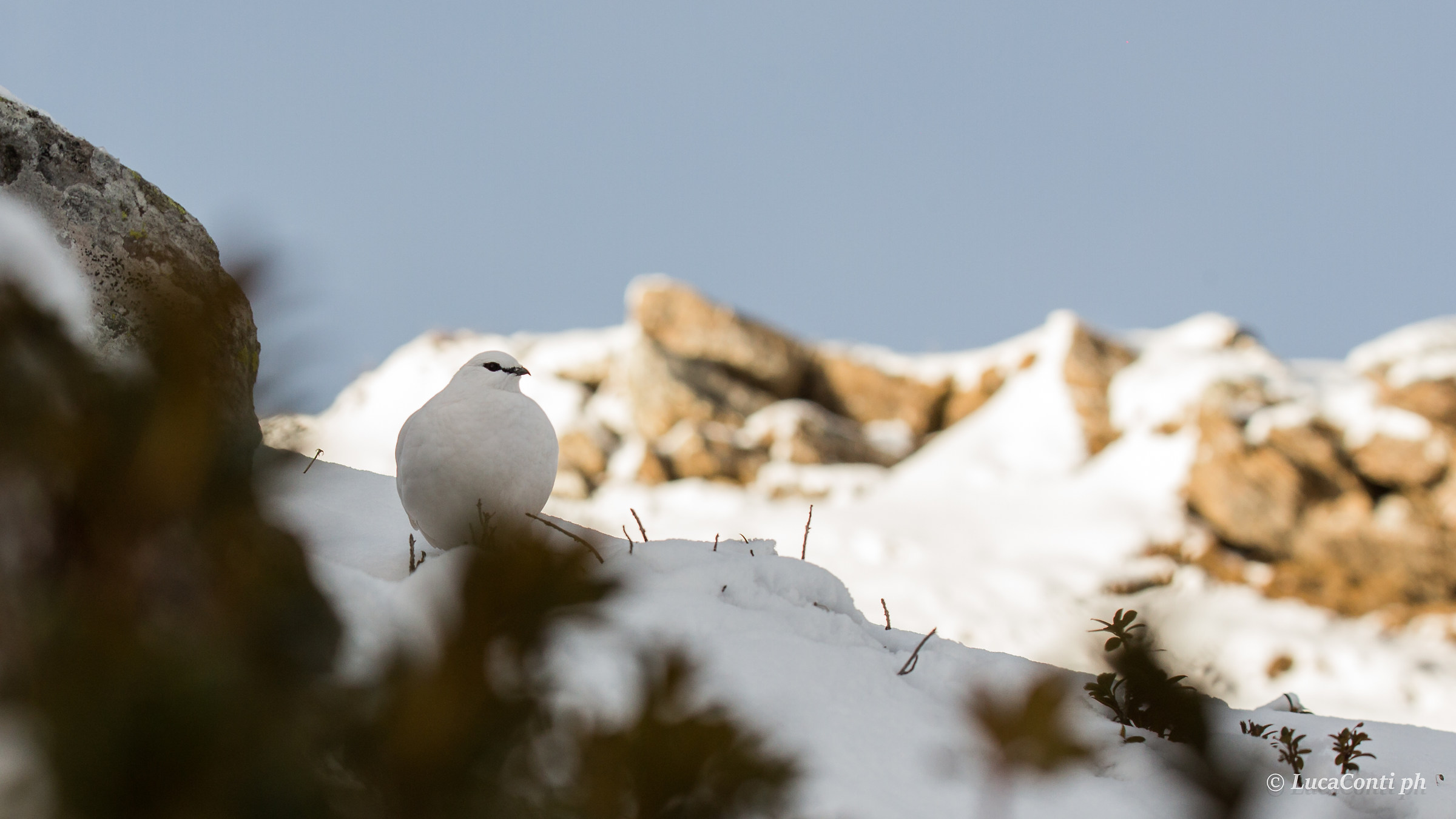 Partridge White Male