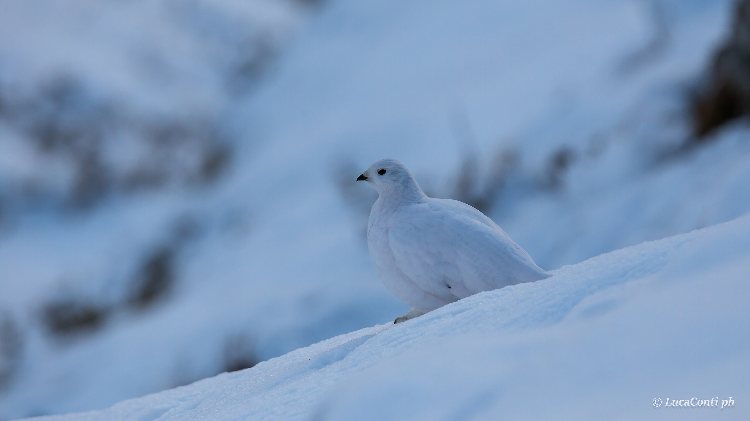 Femmina di Pernice Bianca (valsassina)