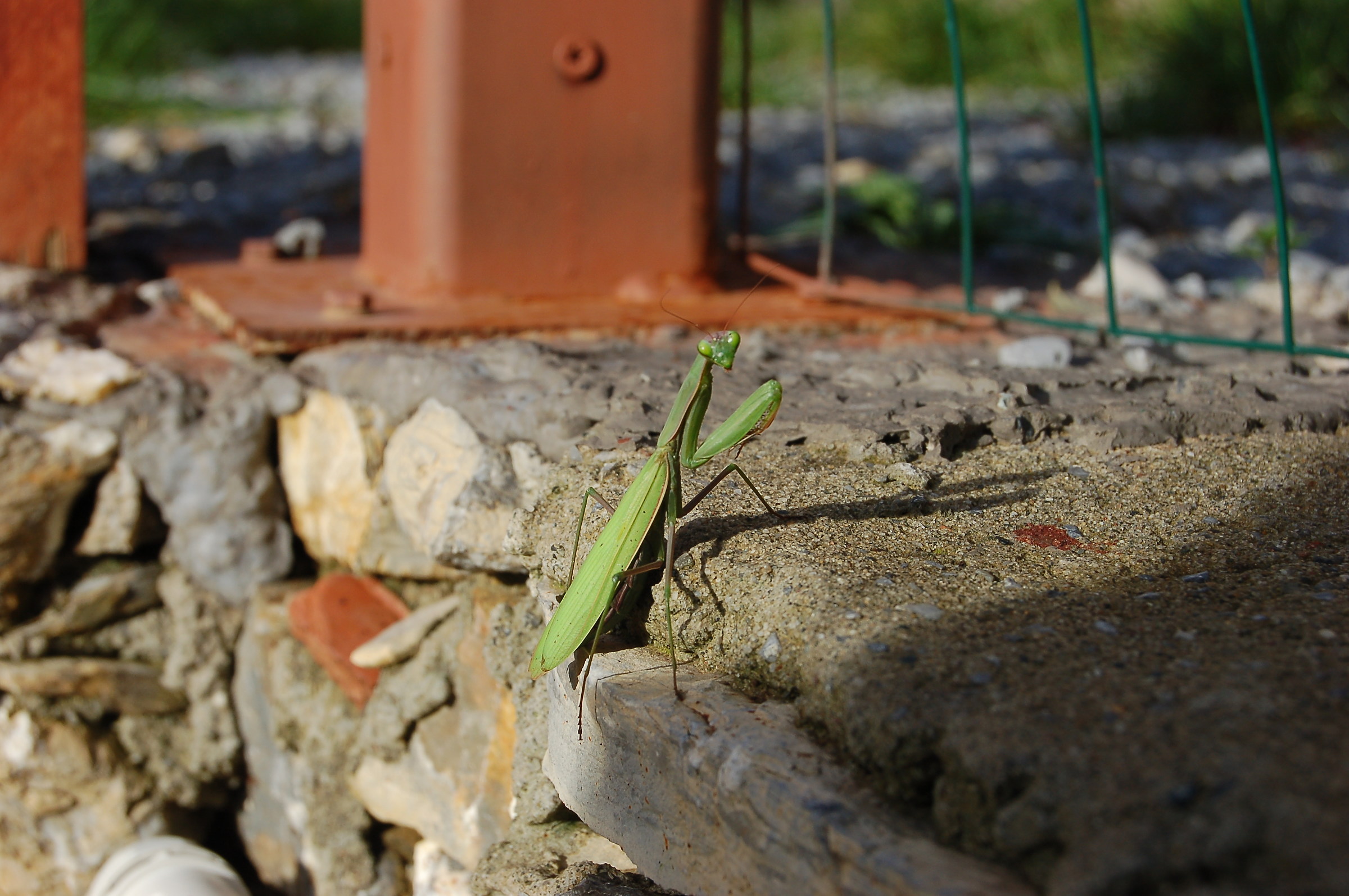 Il saluto dell'amantide