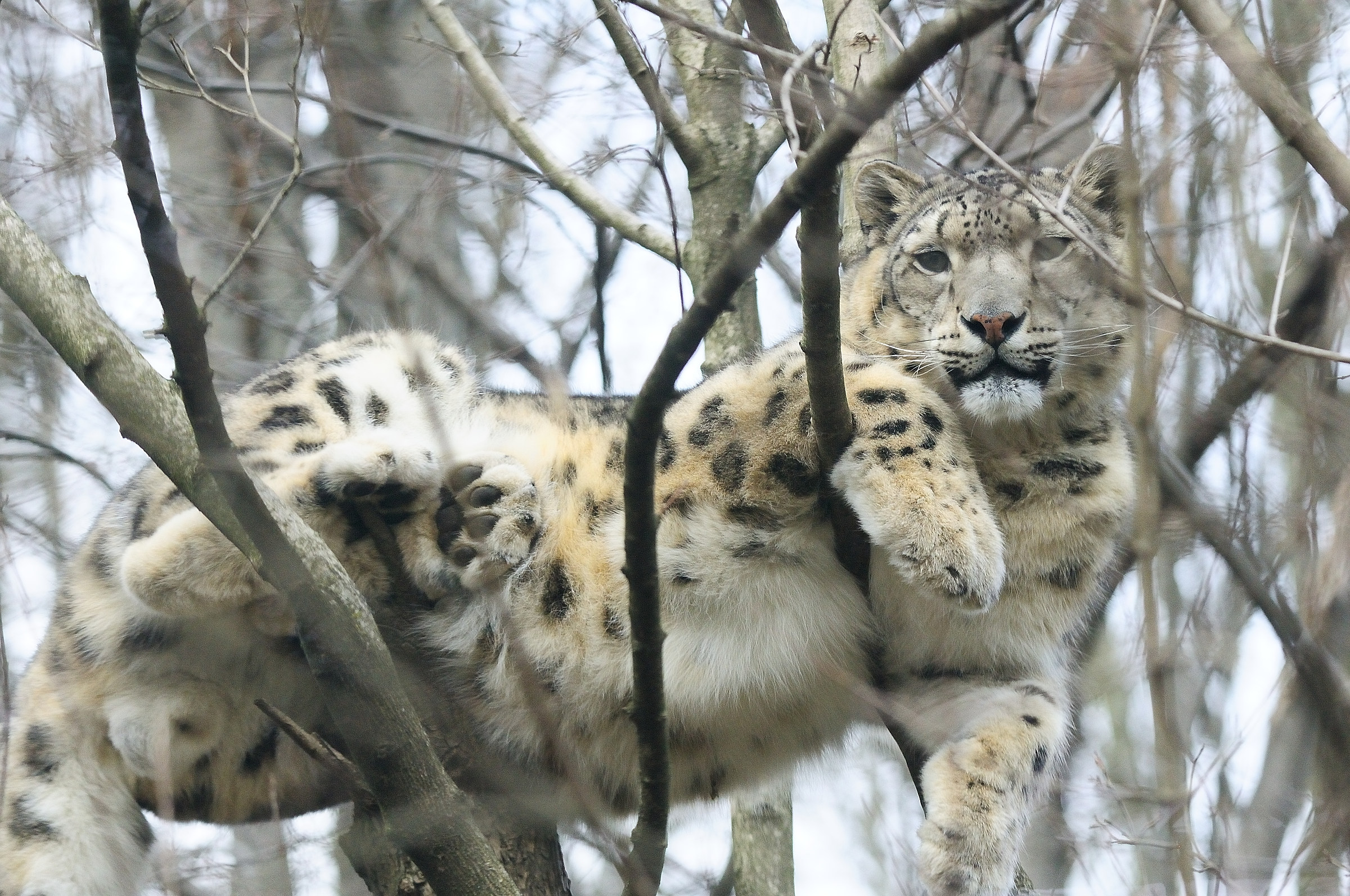 Leopardo delle nevi (parco faunistico di recupero).