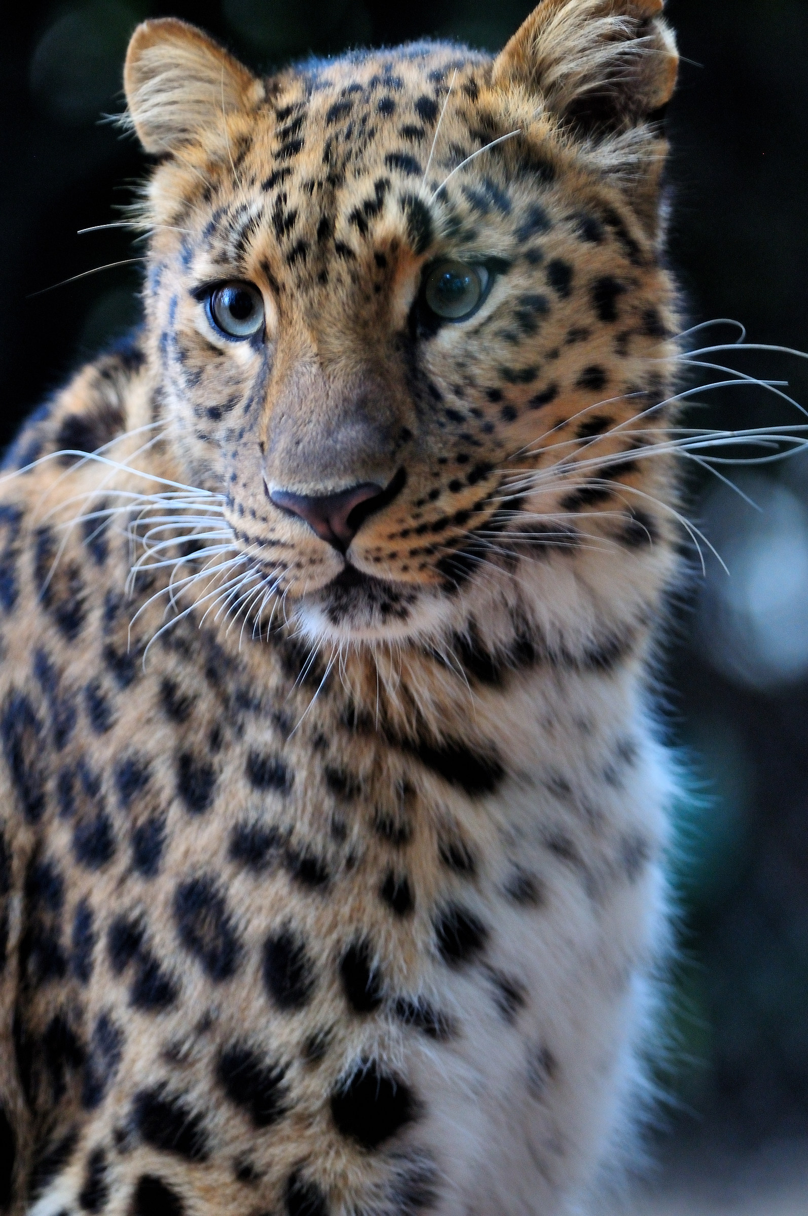 Leopardo dell'Amur