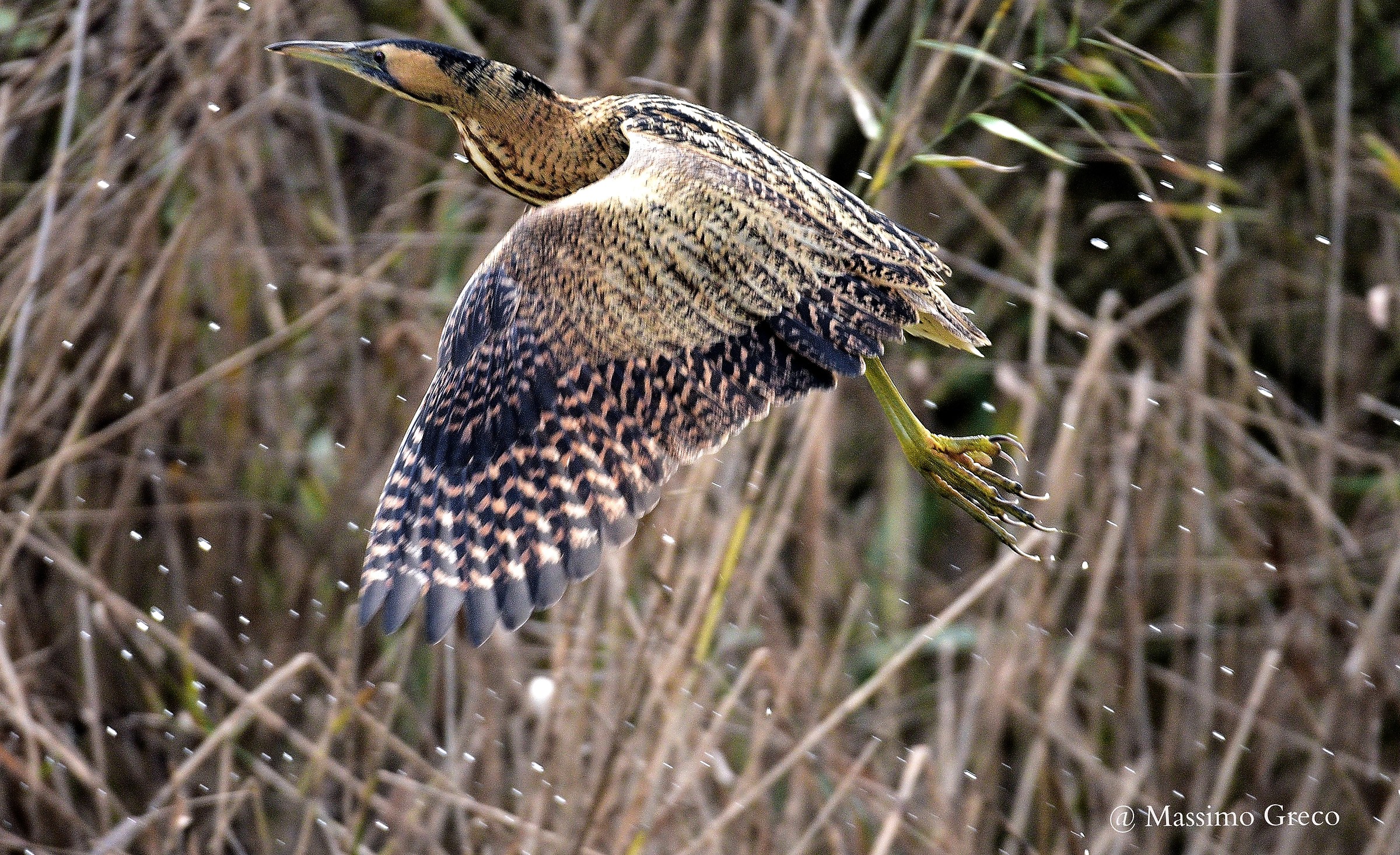 Tarabuso (Botaurus stellaris)