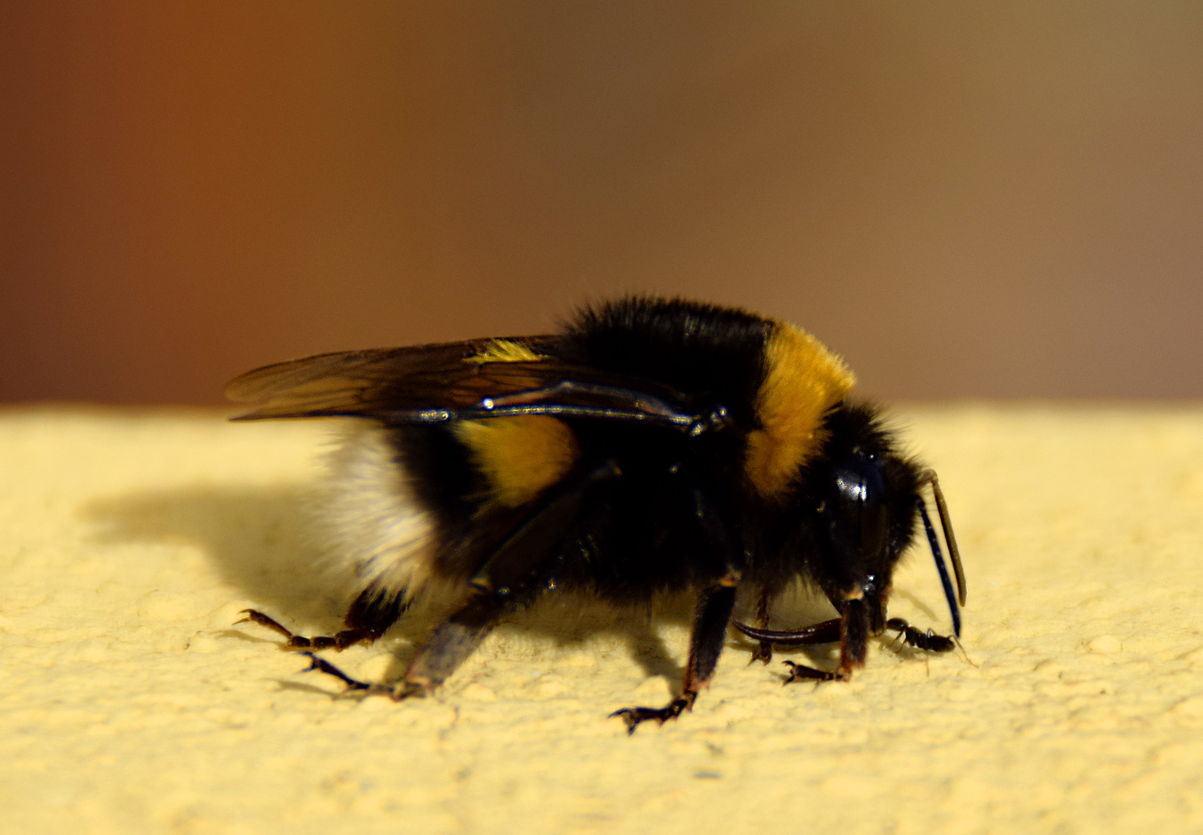 Scoop: Ant and Bumblebee in intimacy.