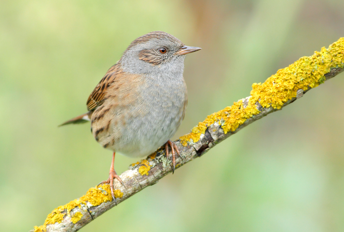 Dunnock