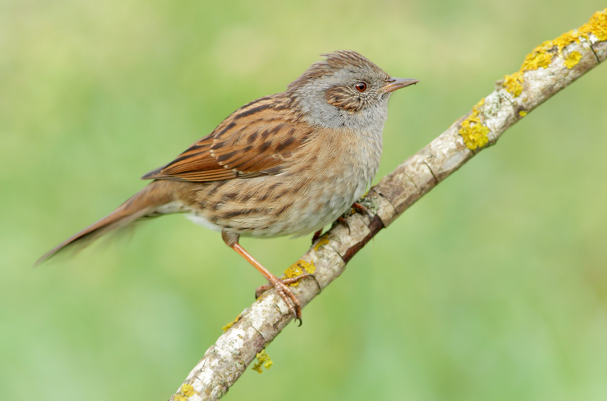 Dunnock