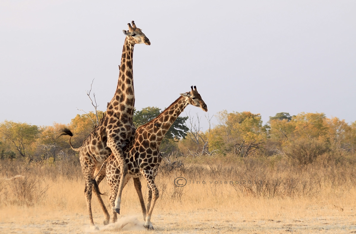 Pair of giraffes