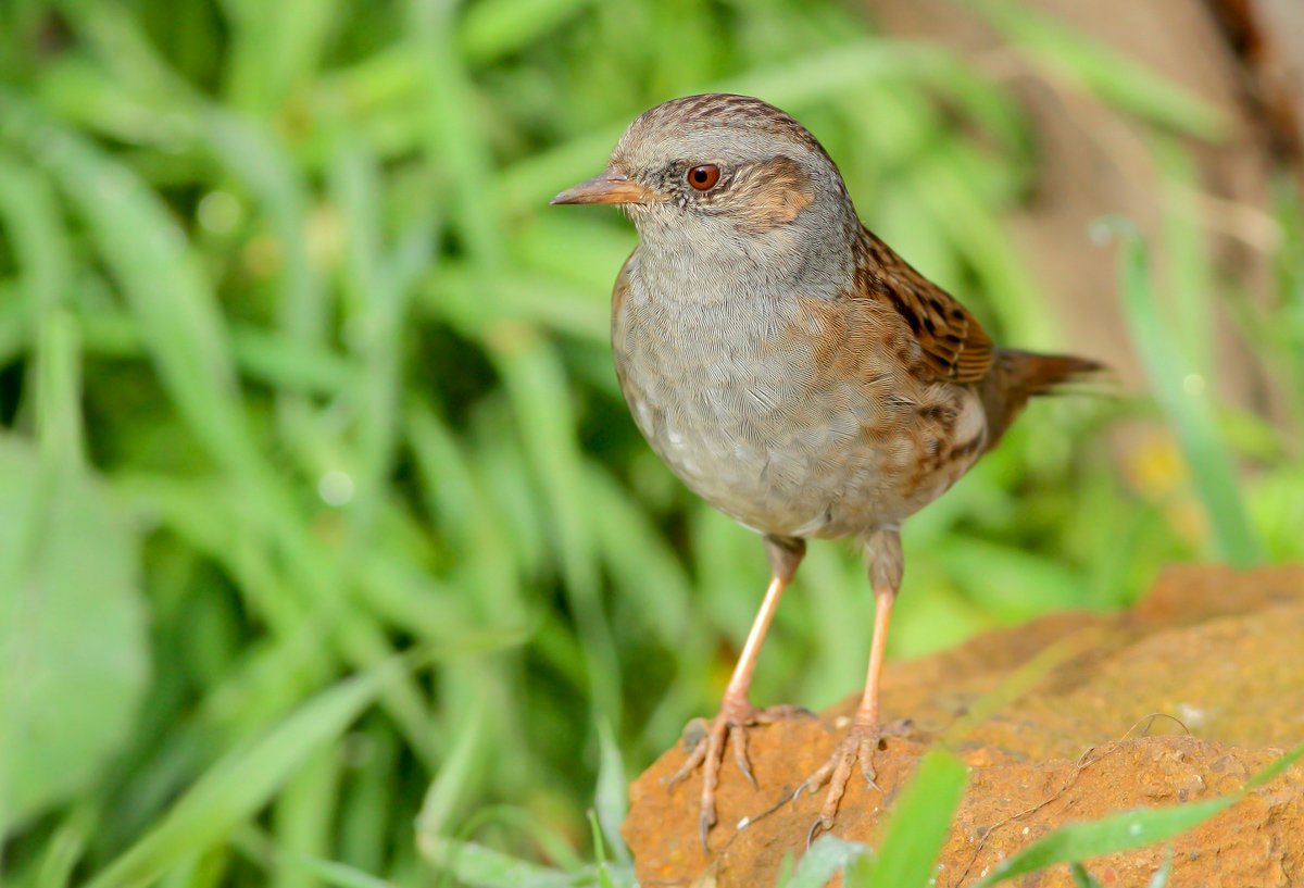 Dunnock