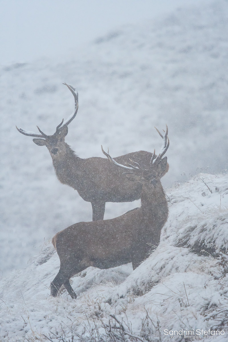 Deer under heavy snow